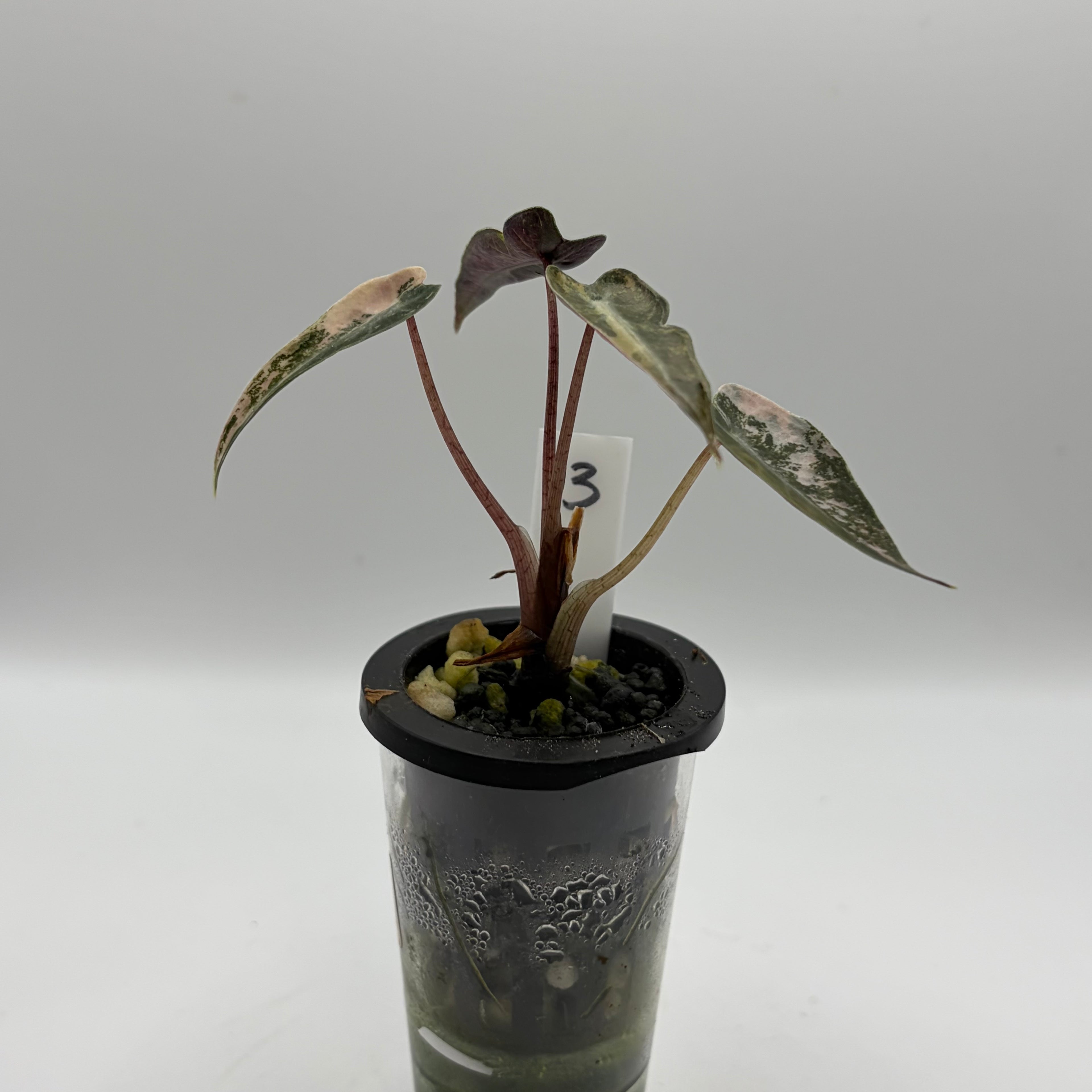 Alocasia Bambino aurea