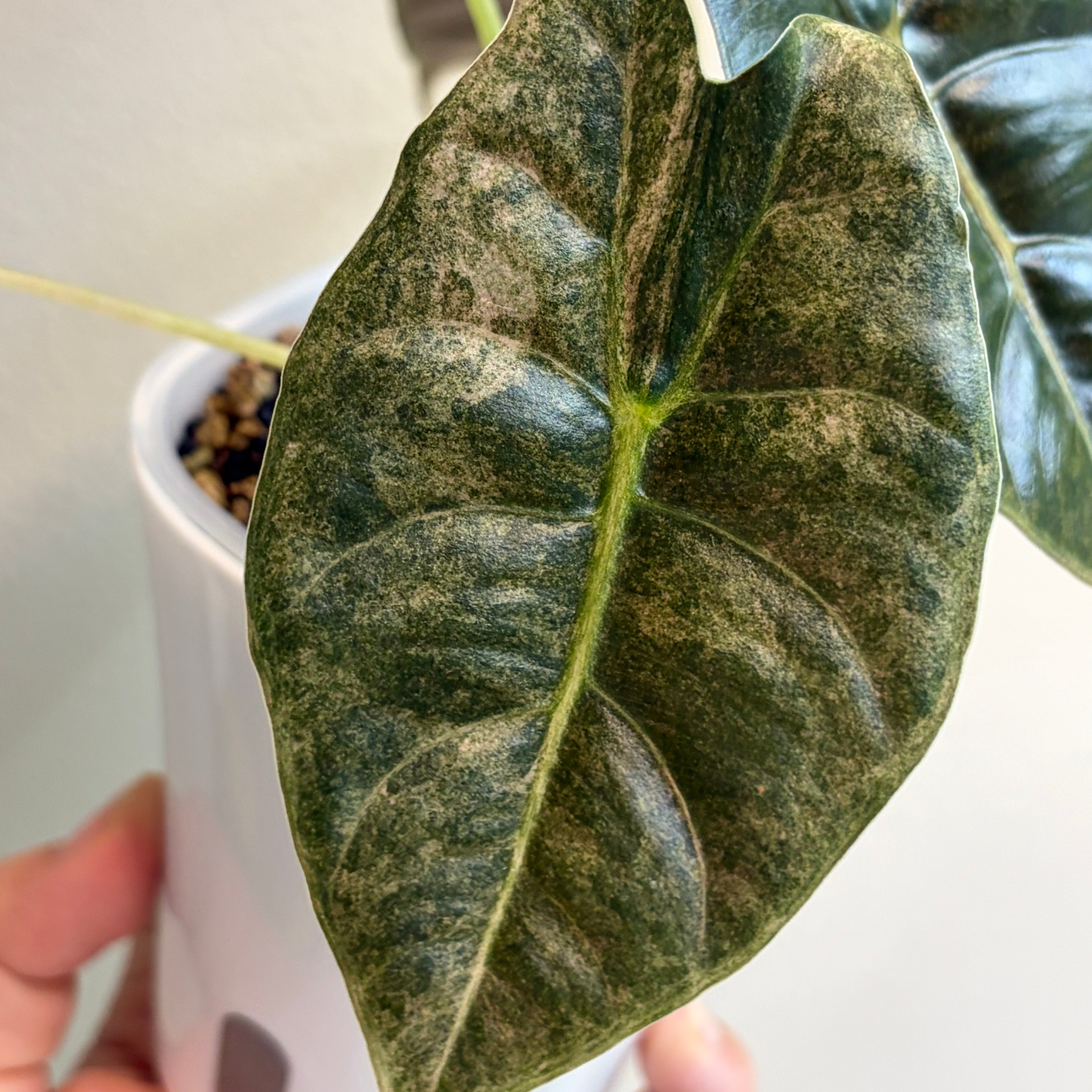 Alocasia Golden bone pink splash (corm)