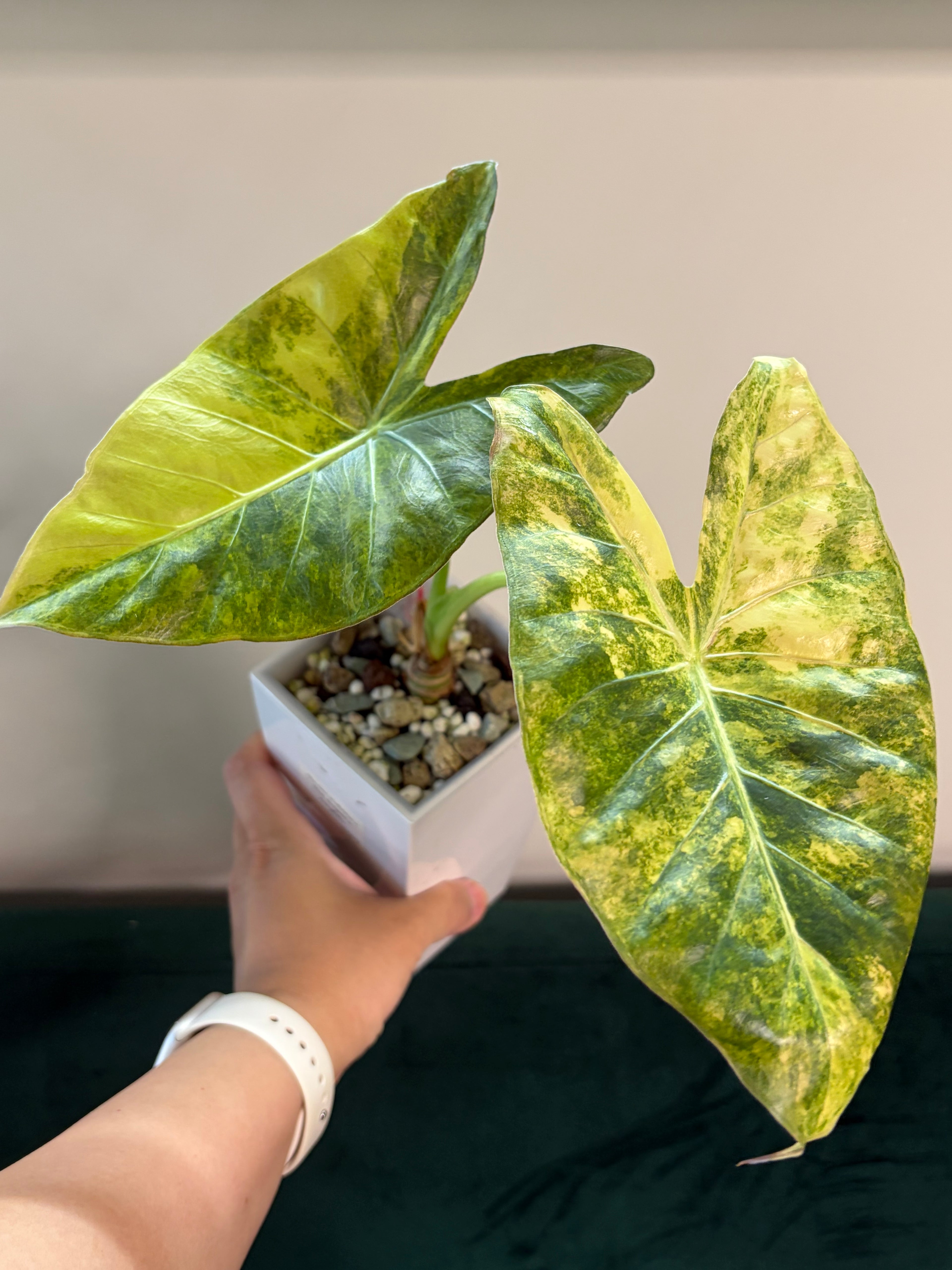 Alocasia Calidora x Pink dragon x Longiloba #1