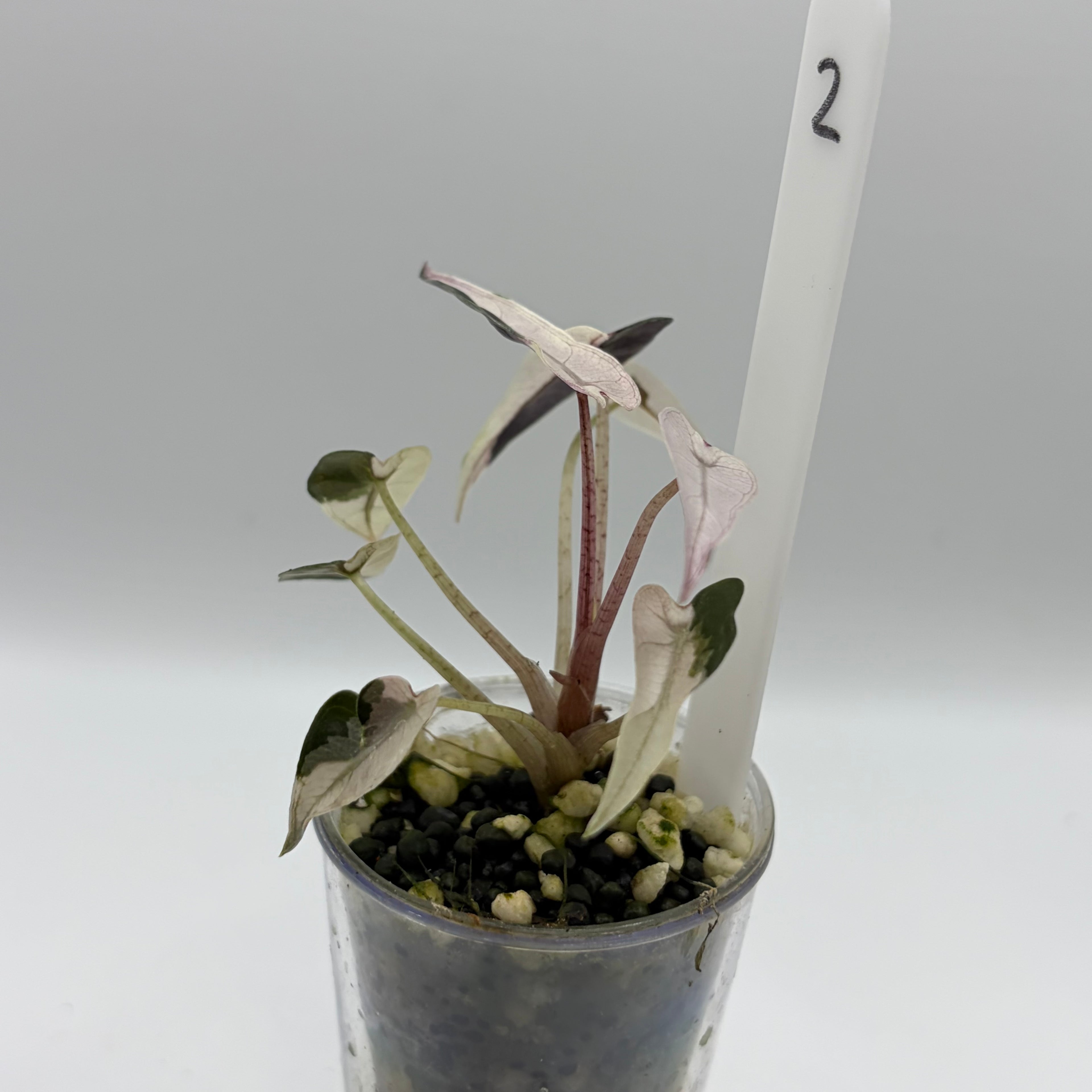 Alocasia Bambino pink