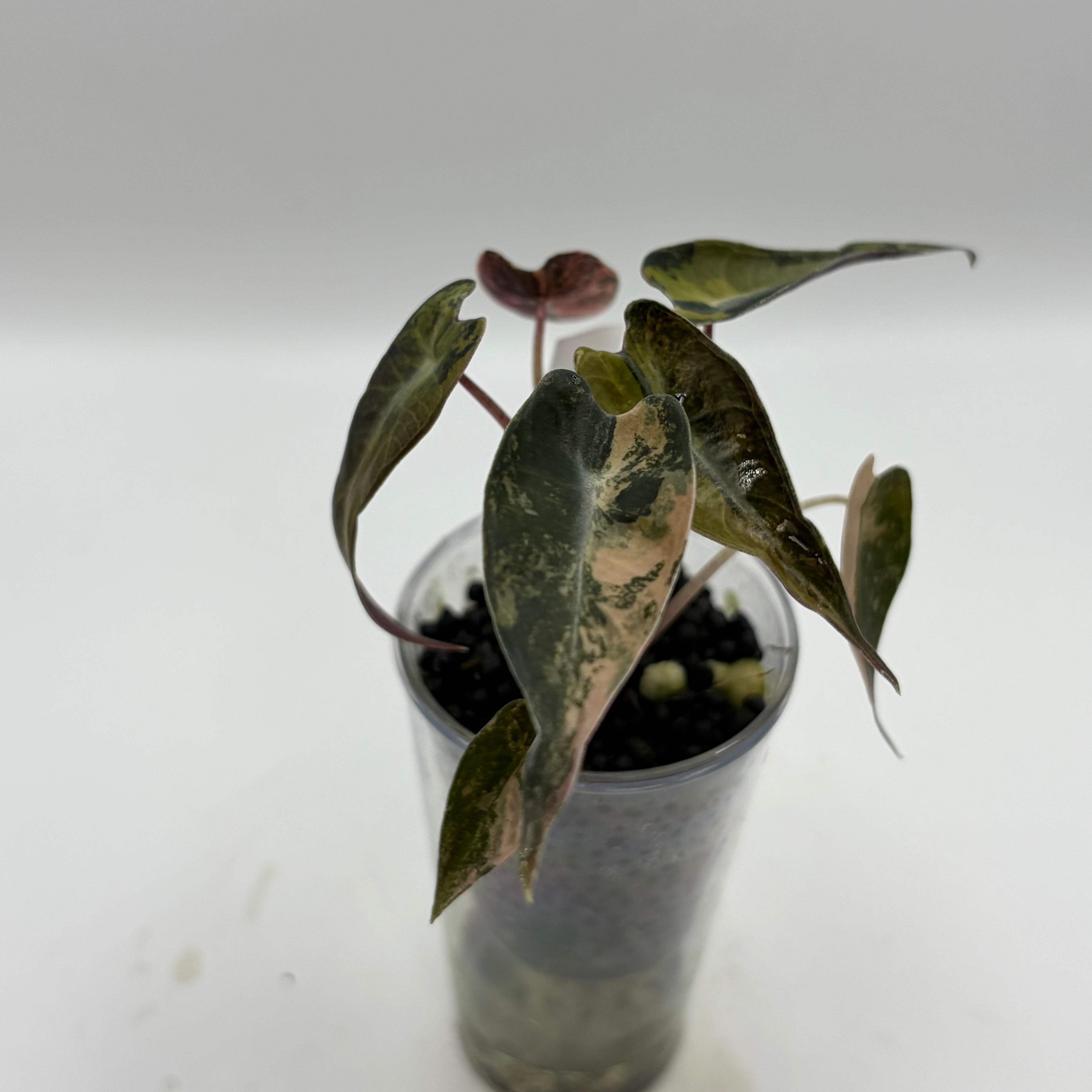 Alocasia Bambino aurea