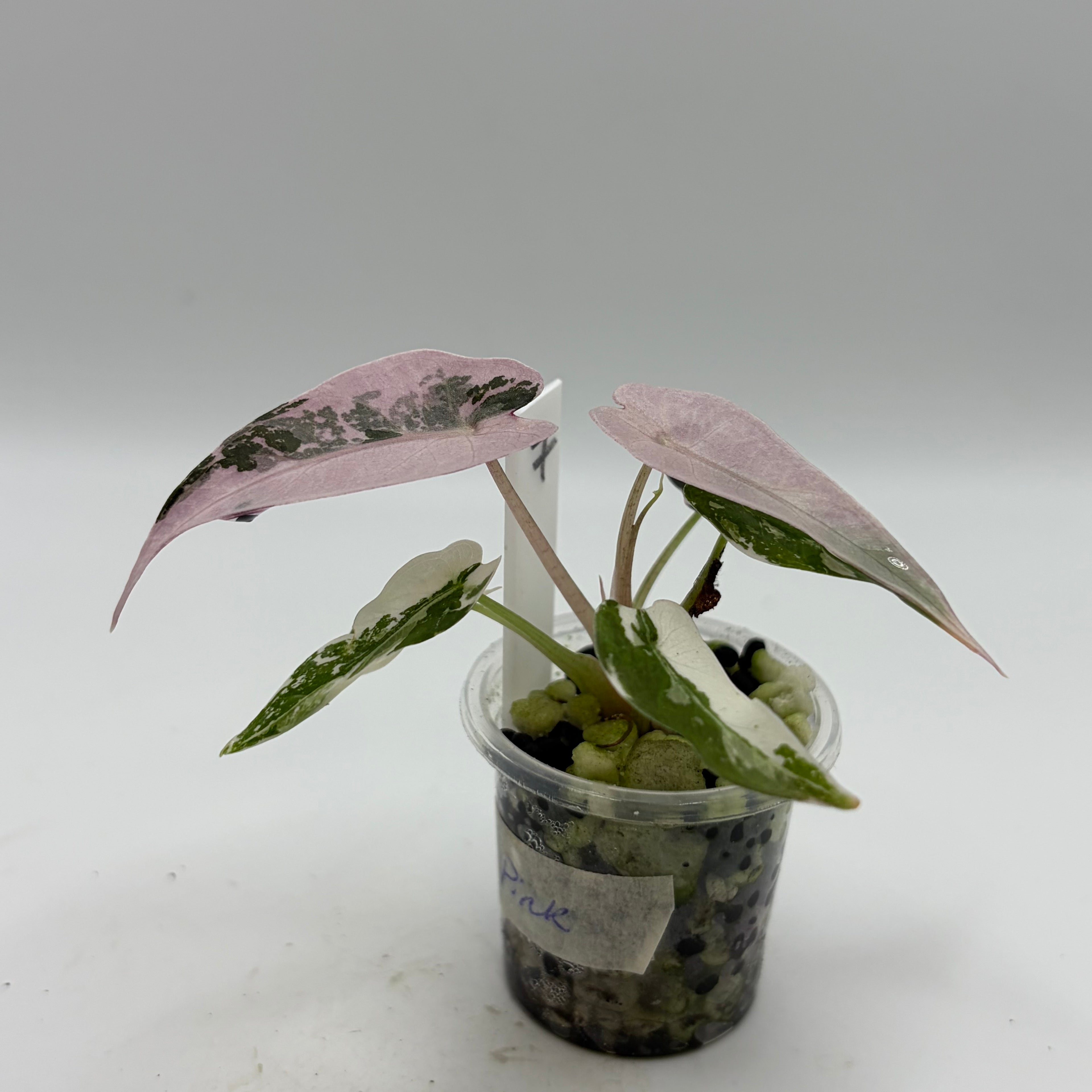 Alocasia Bambino pink