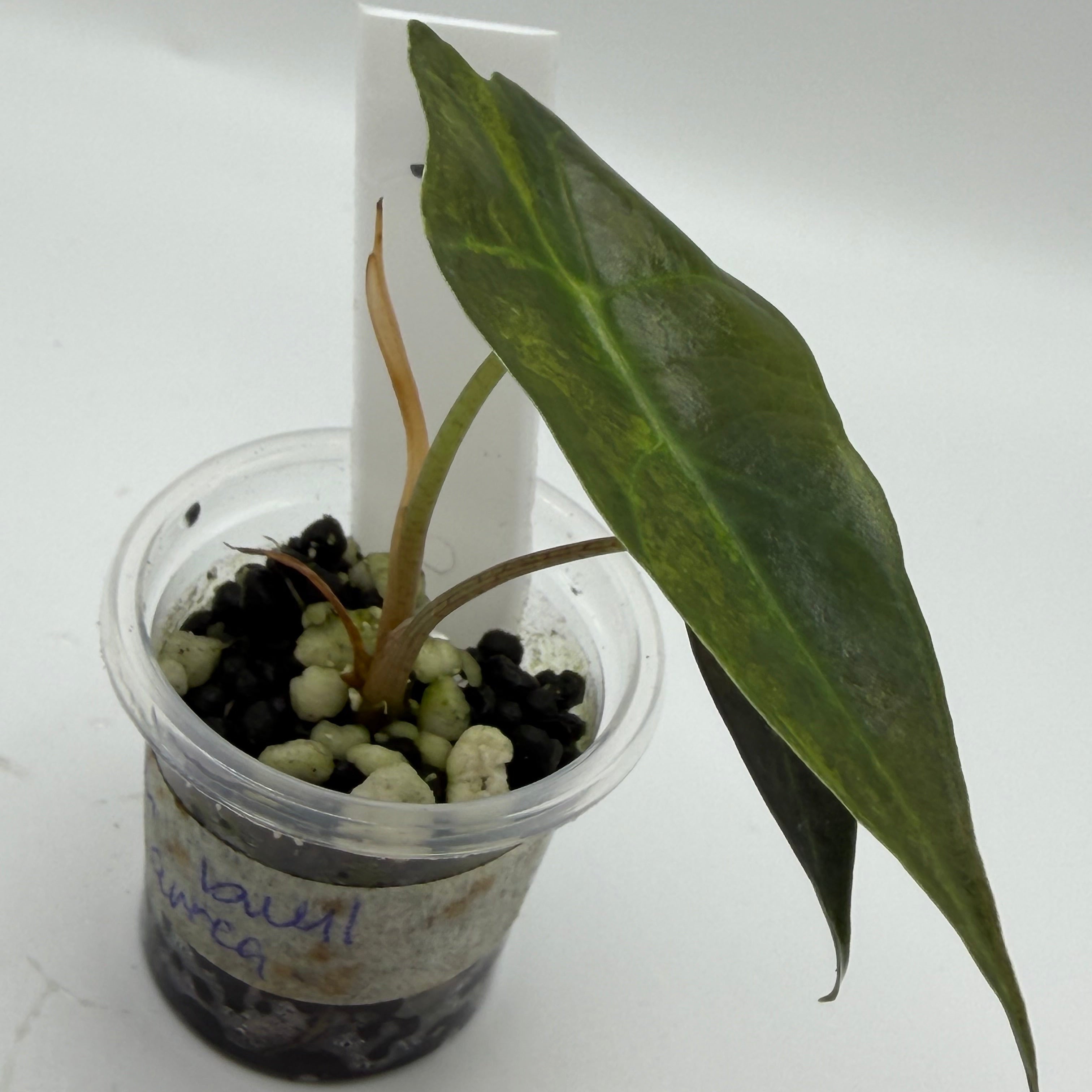 Alocasia Sanderiana bull aurea #4