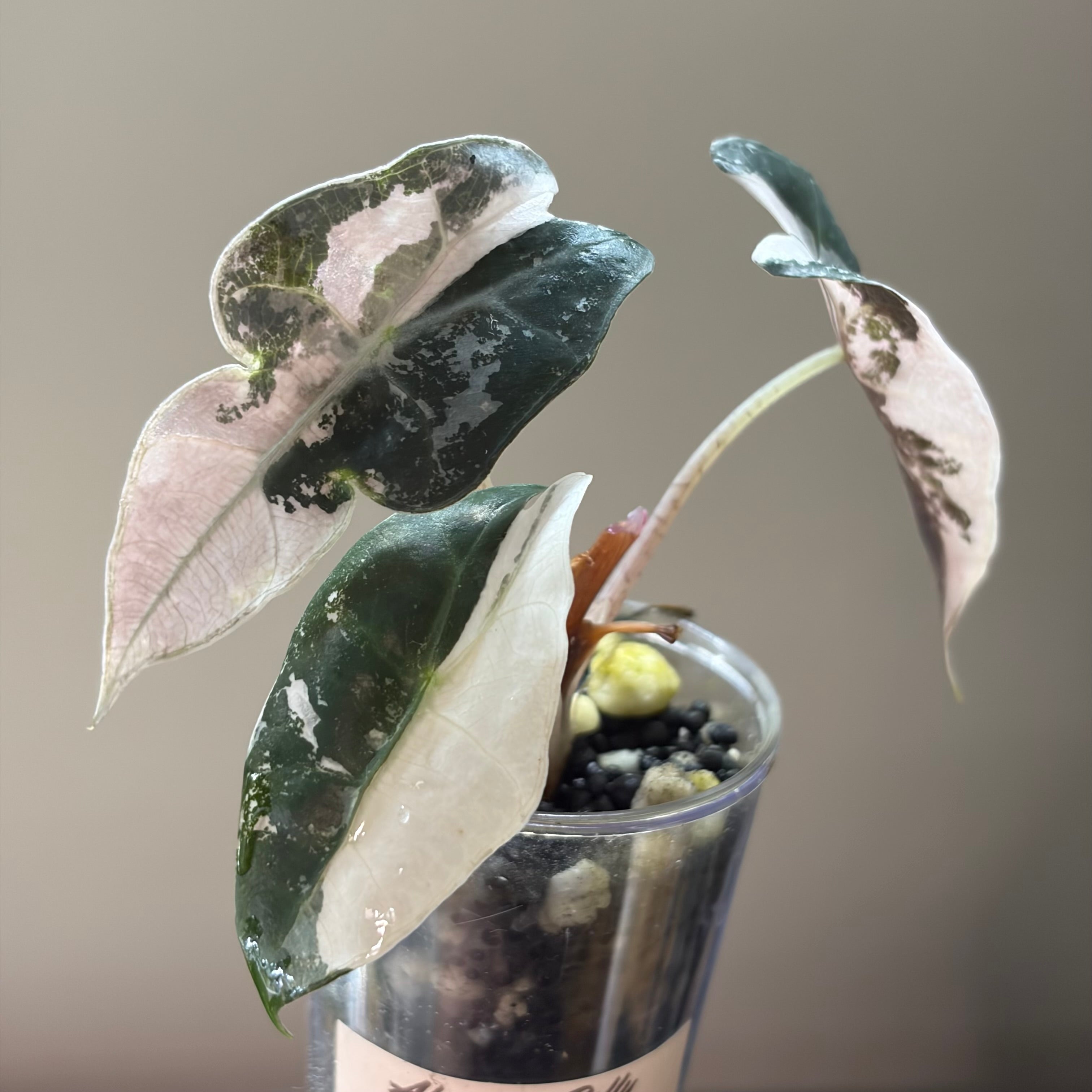 Alocasia Polly pink snowflake (corm)