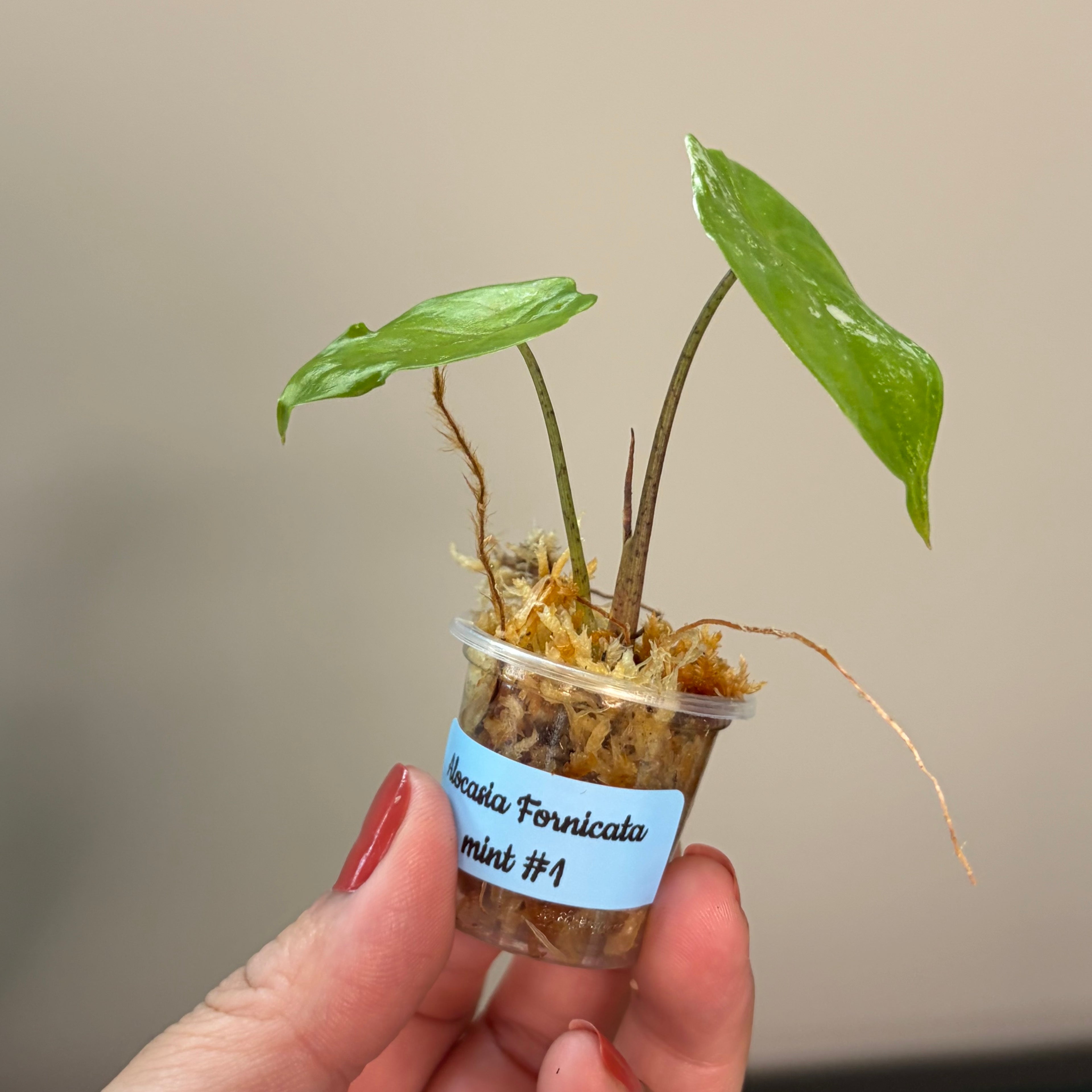 Alocasia Fornicata mint