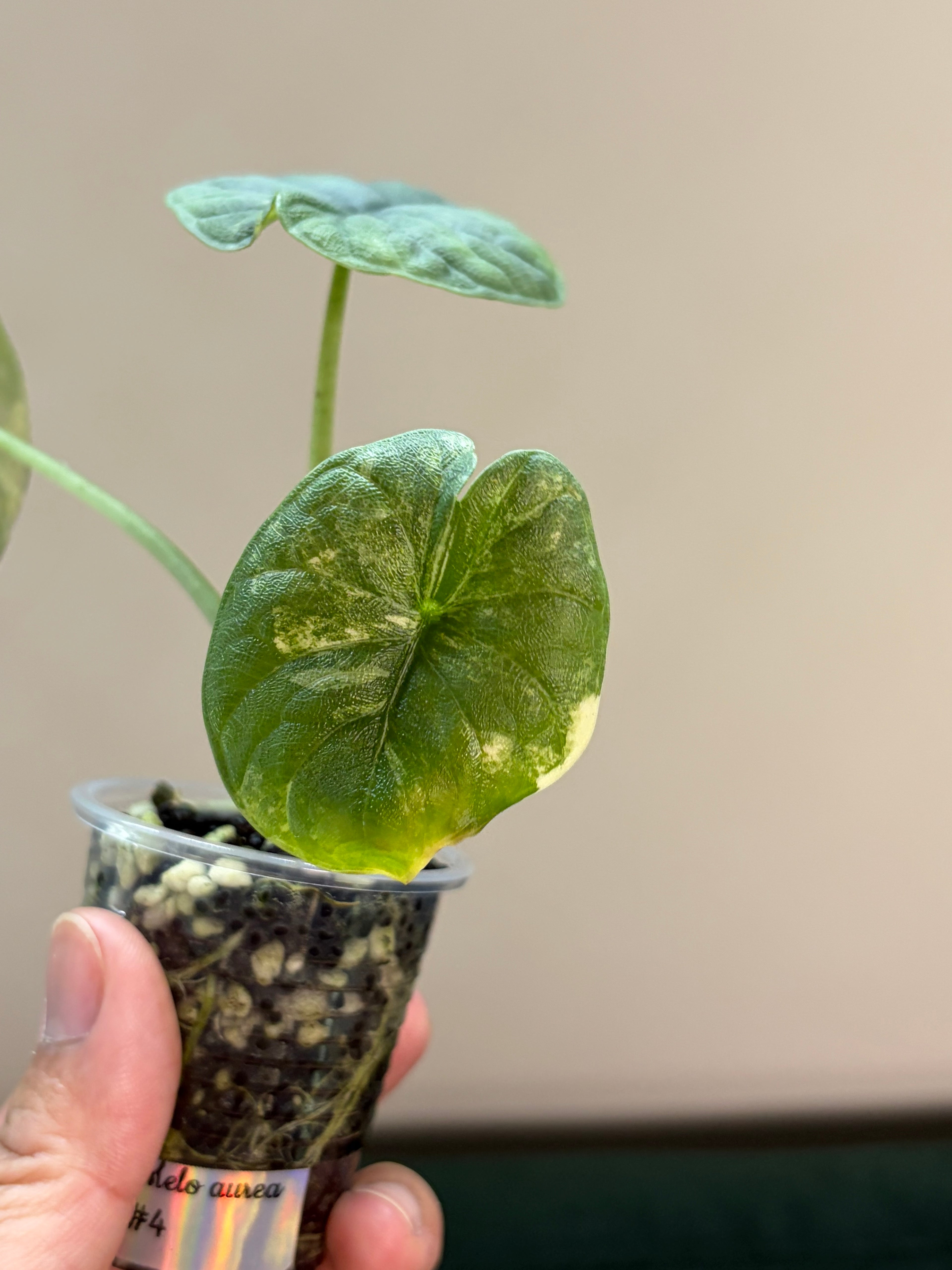 Alocasia Melo aurea #4