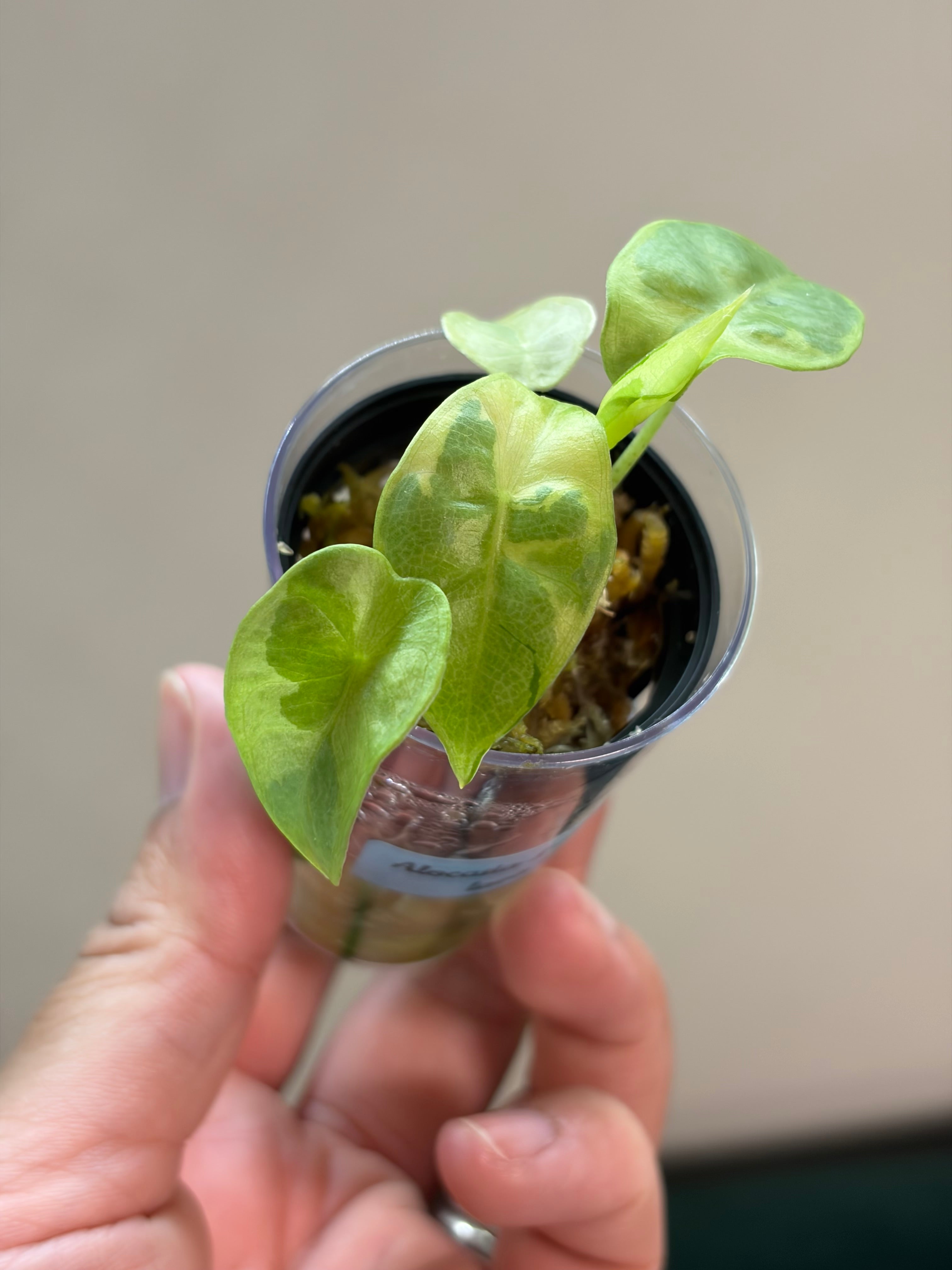 Alocasia Longiloba lava #1