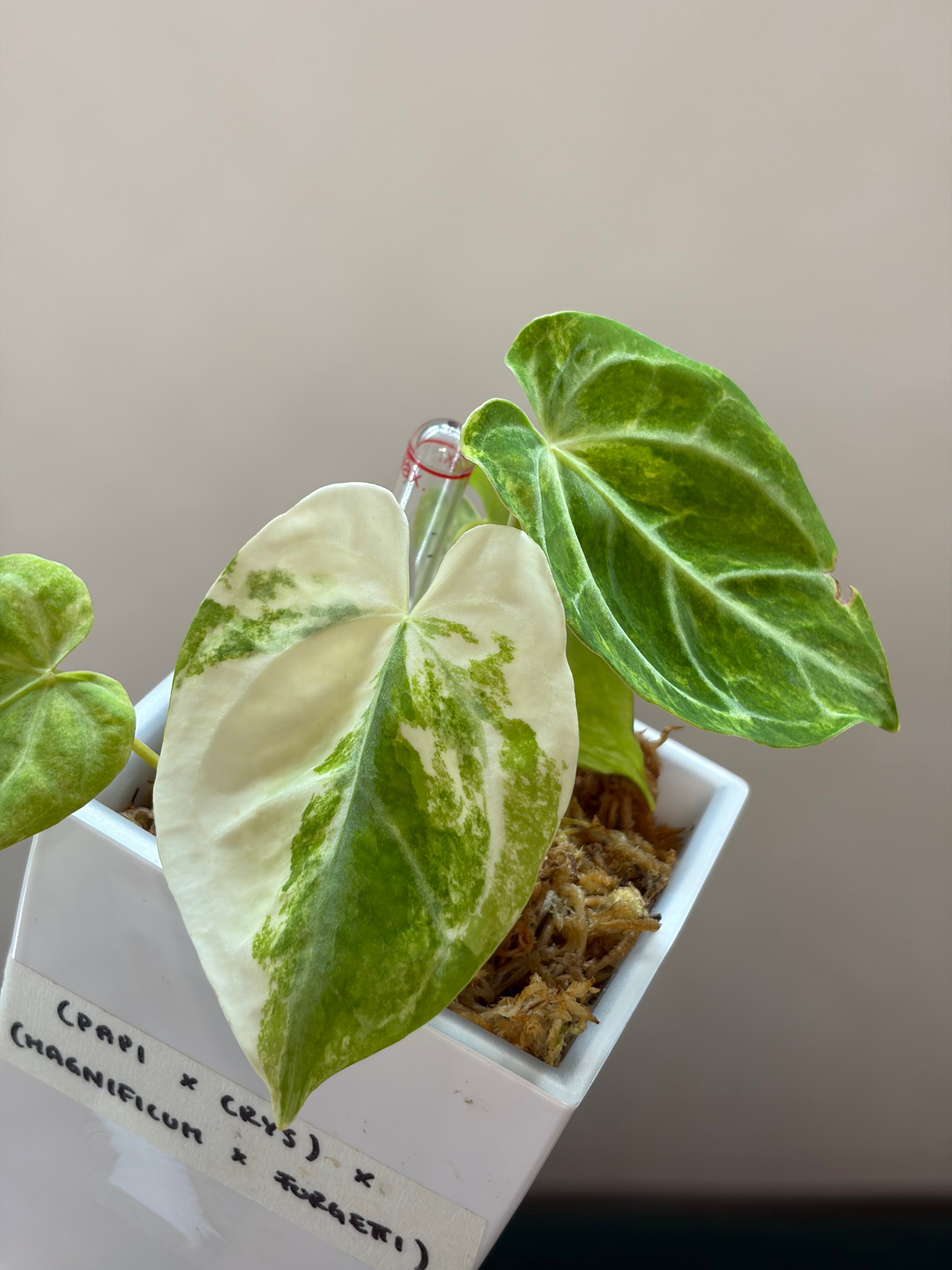 Anthurium (Papillilaminum x Crystallinum) x (Magnificum x Forgetti) (cutting)