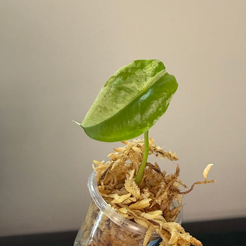 Alocasia Acuminata albo #1