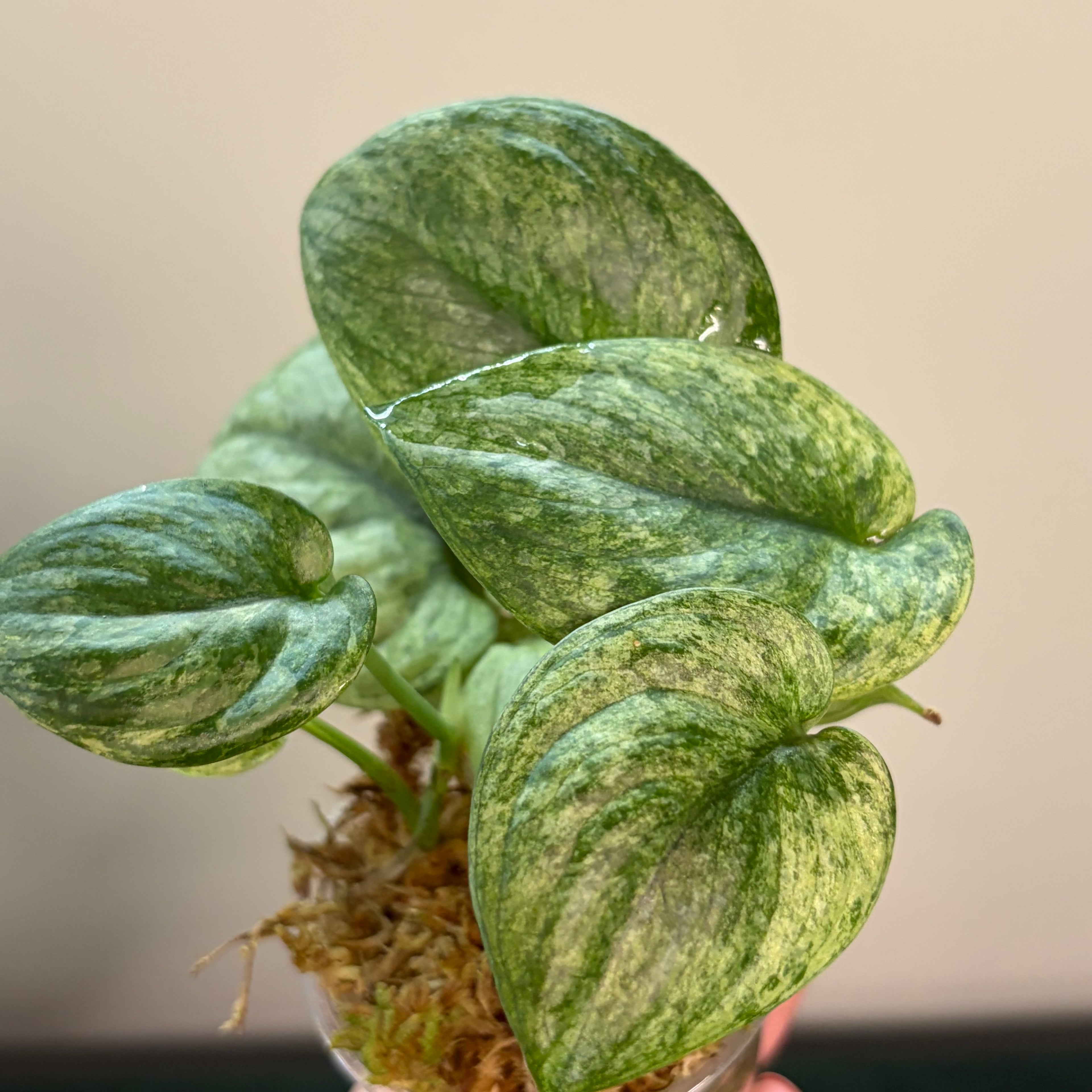 Scindapsus Halimoon