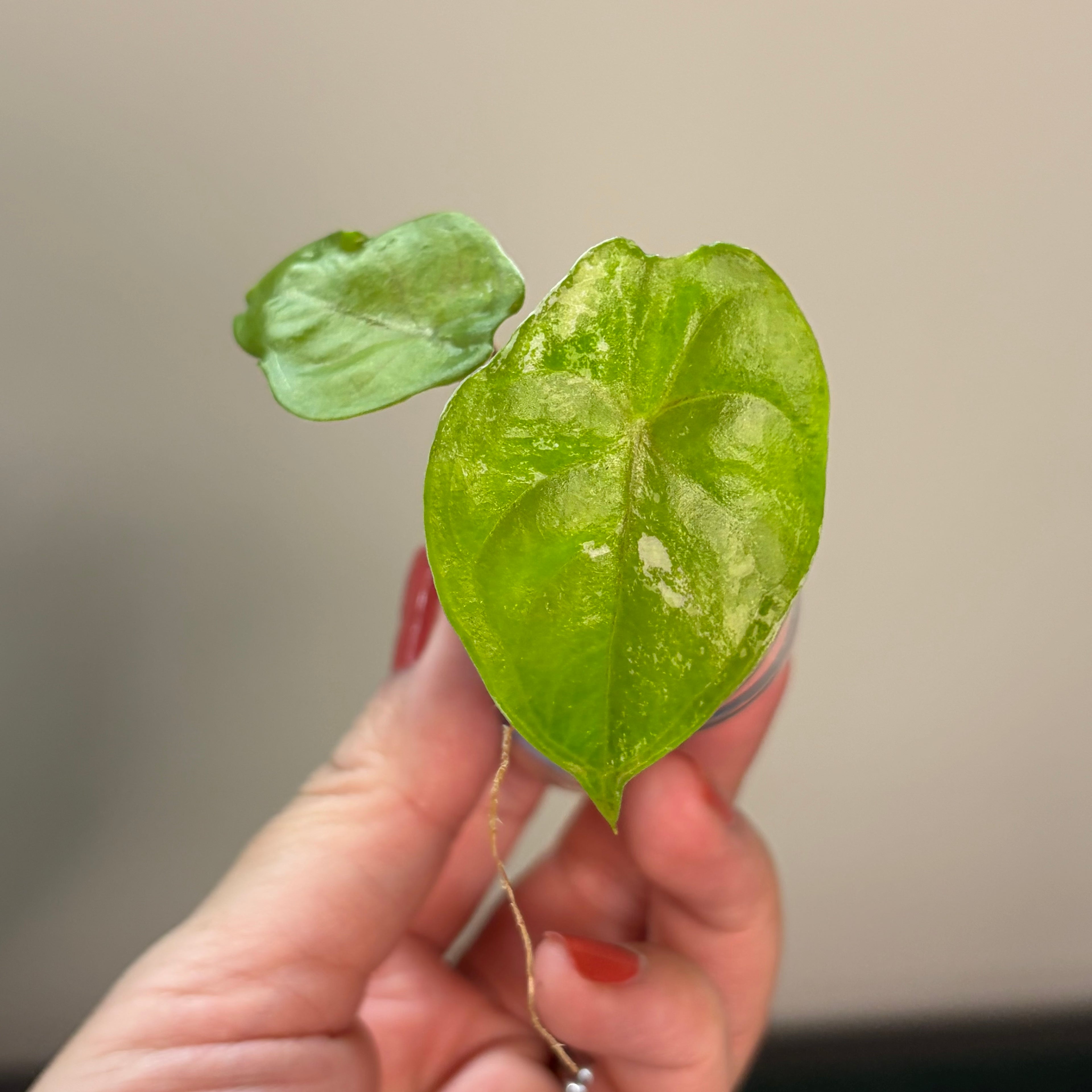 Alocasia Fornicata mint