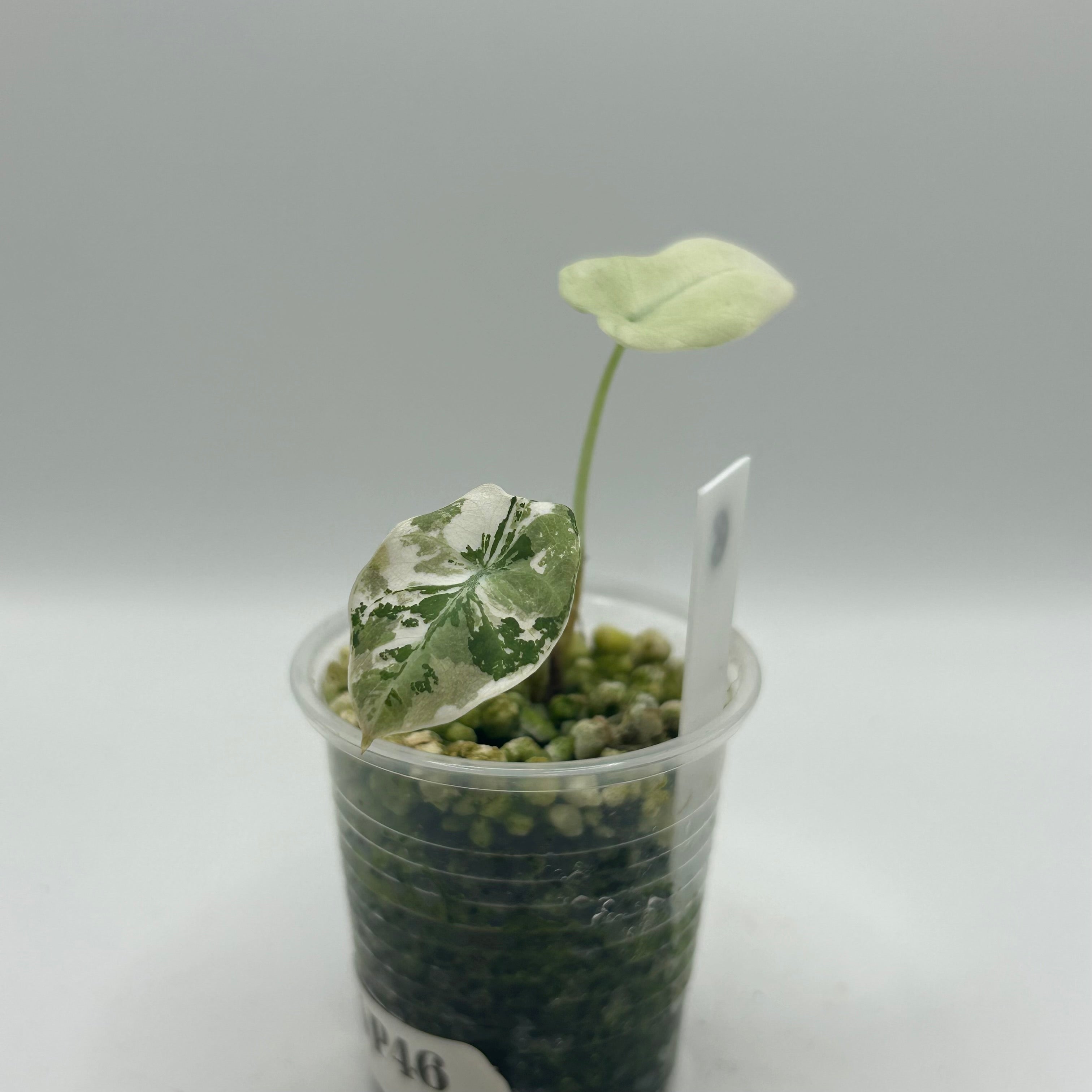 Alocasia Black velvet pink