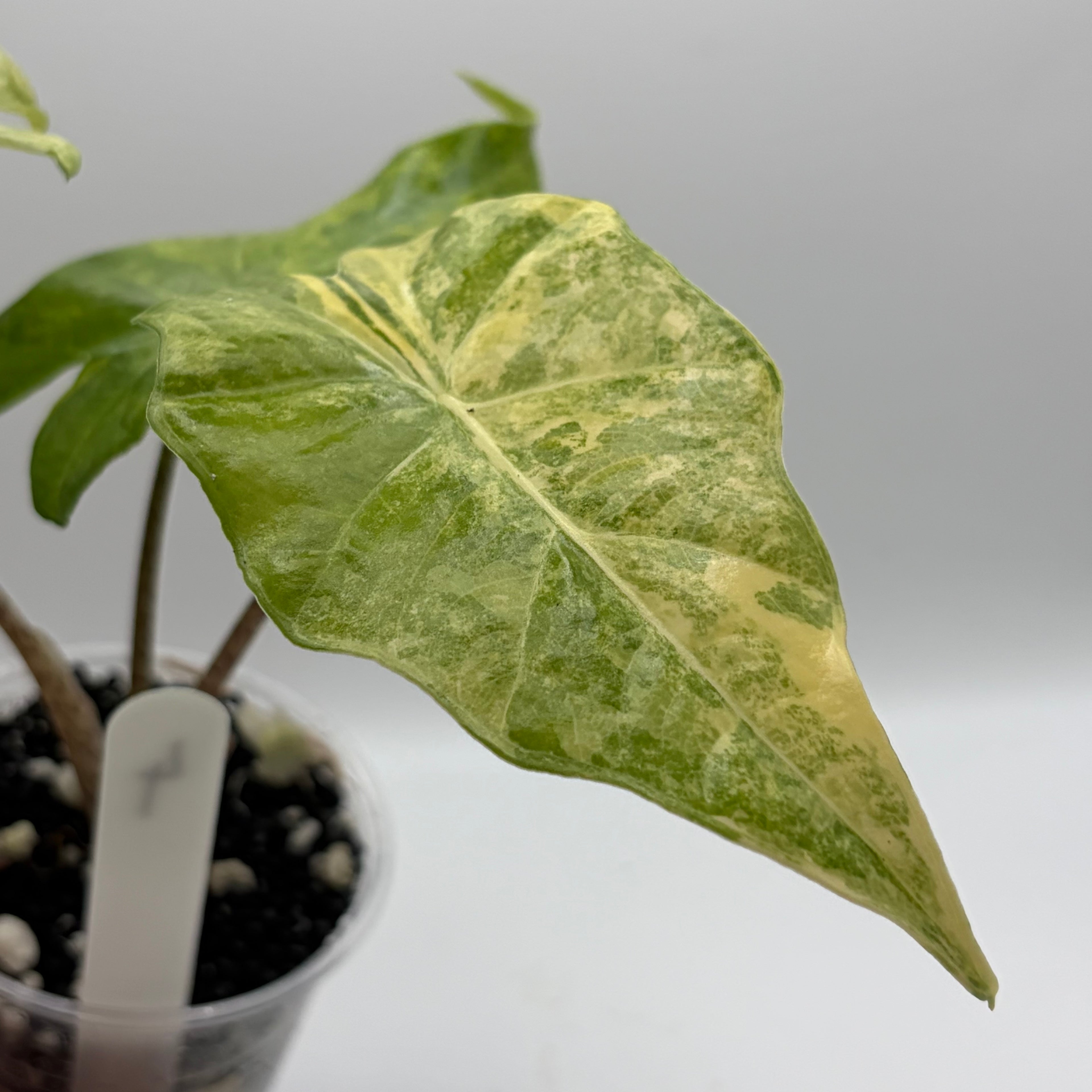 Alocasia Portora aurea #4