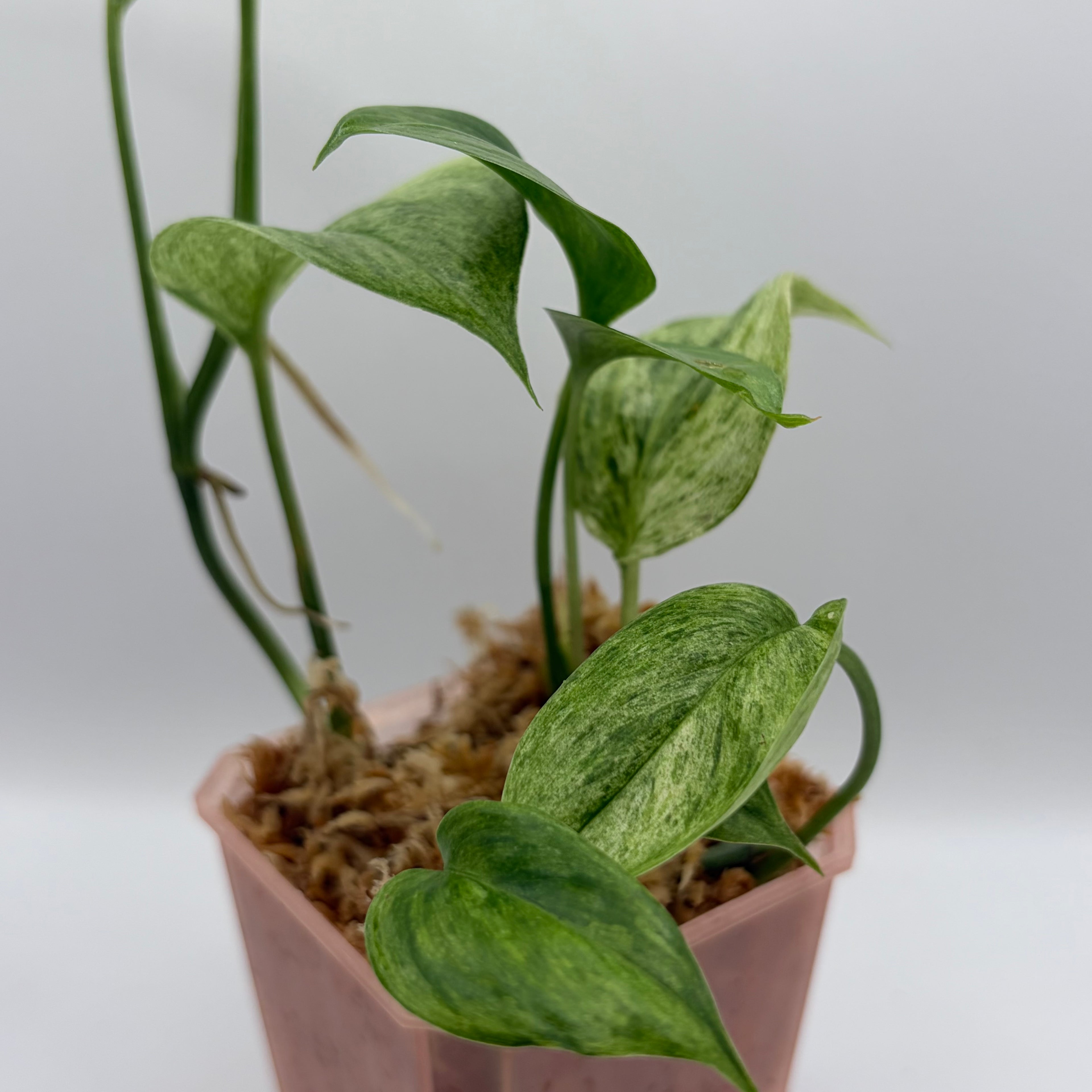 Scindapsus Sp. salaka blue albo