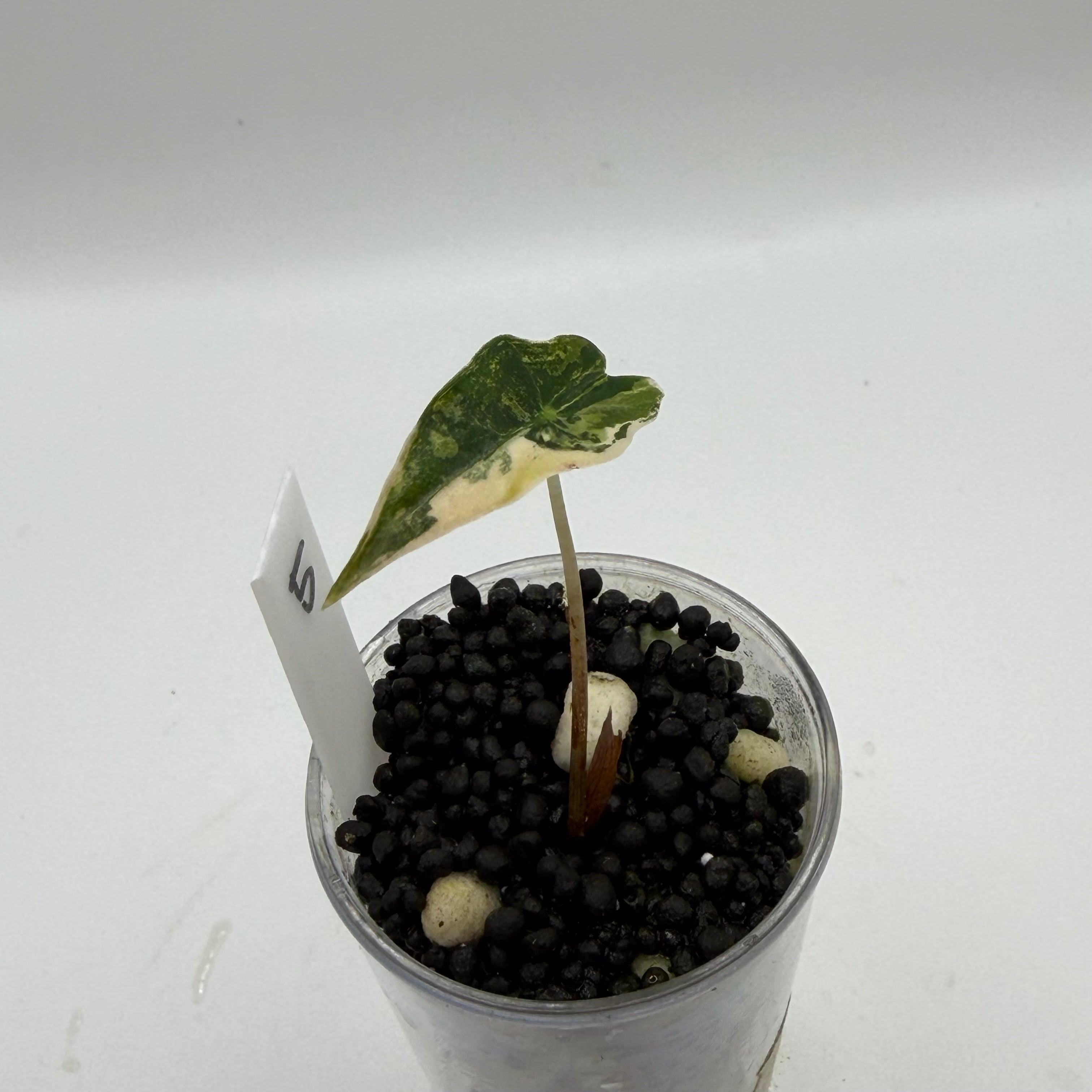 Alocasia Nobilis aurea