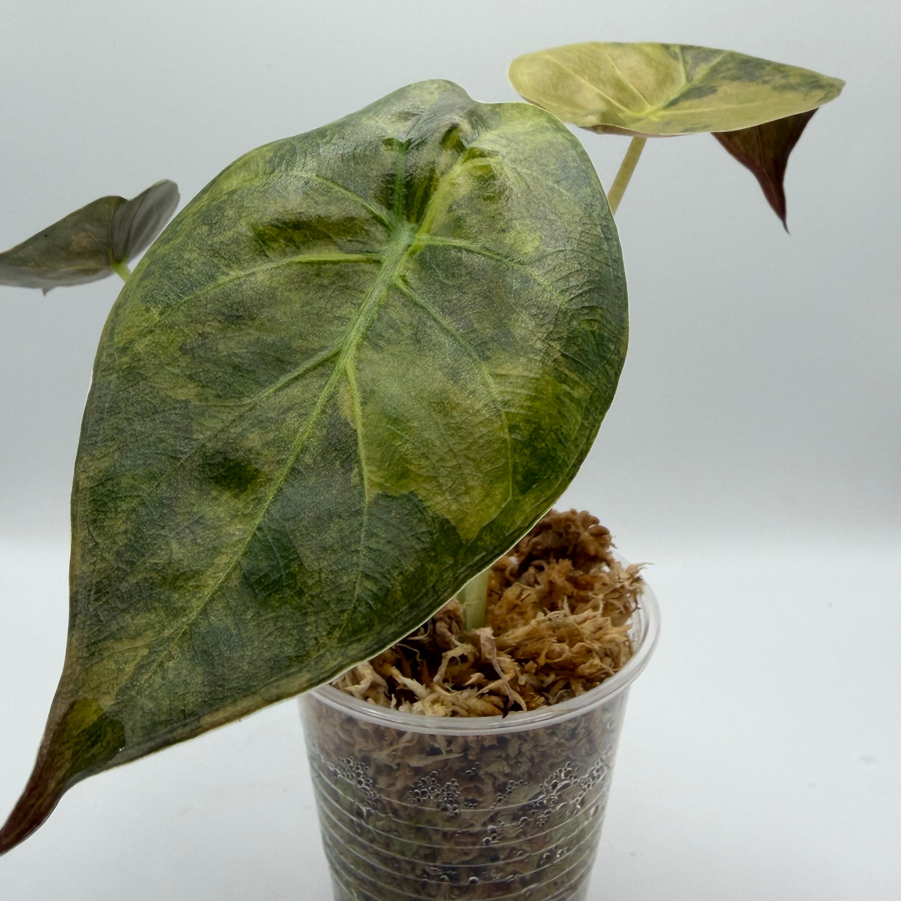 Alocasia Wentii aurea