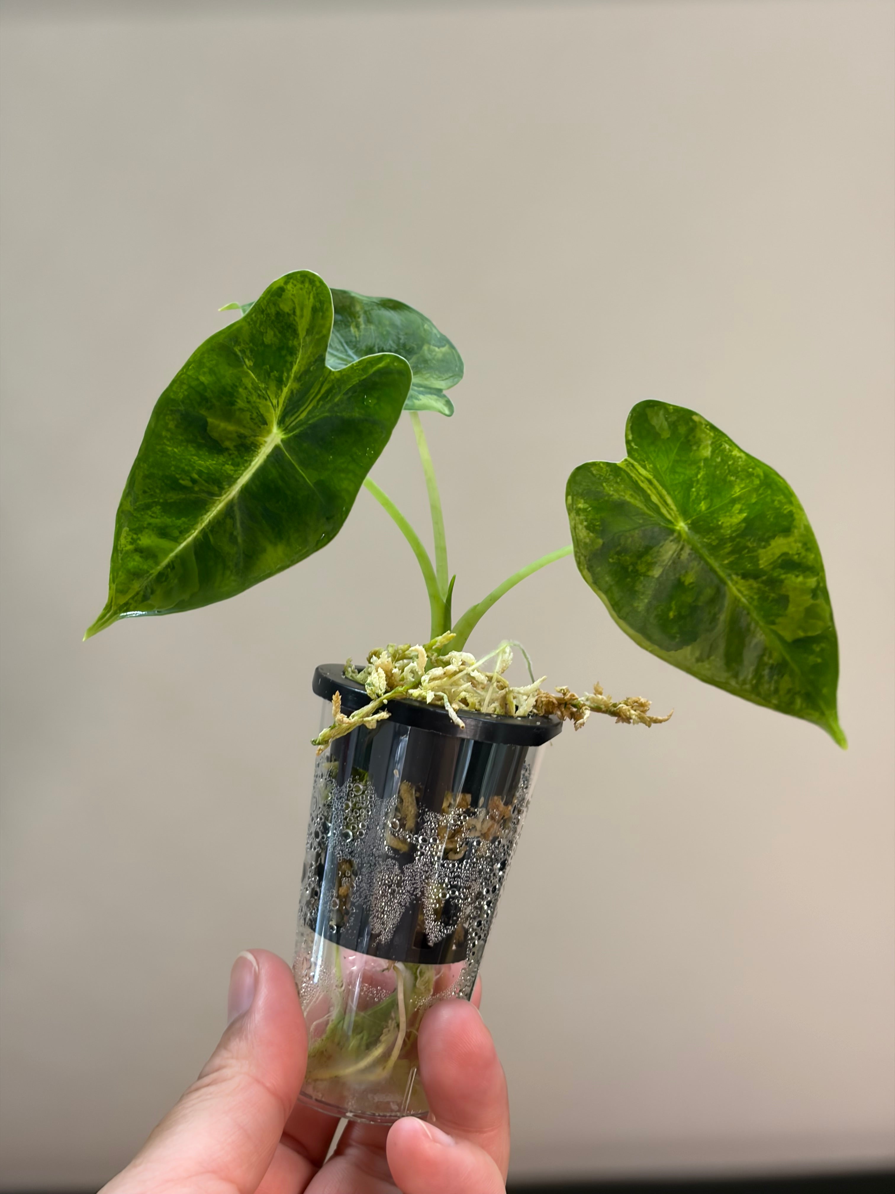 Alocasia Frydek Gog #1