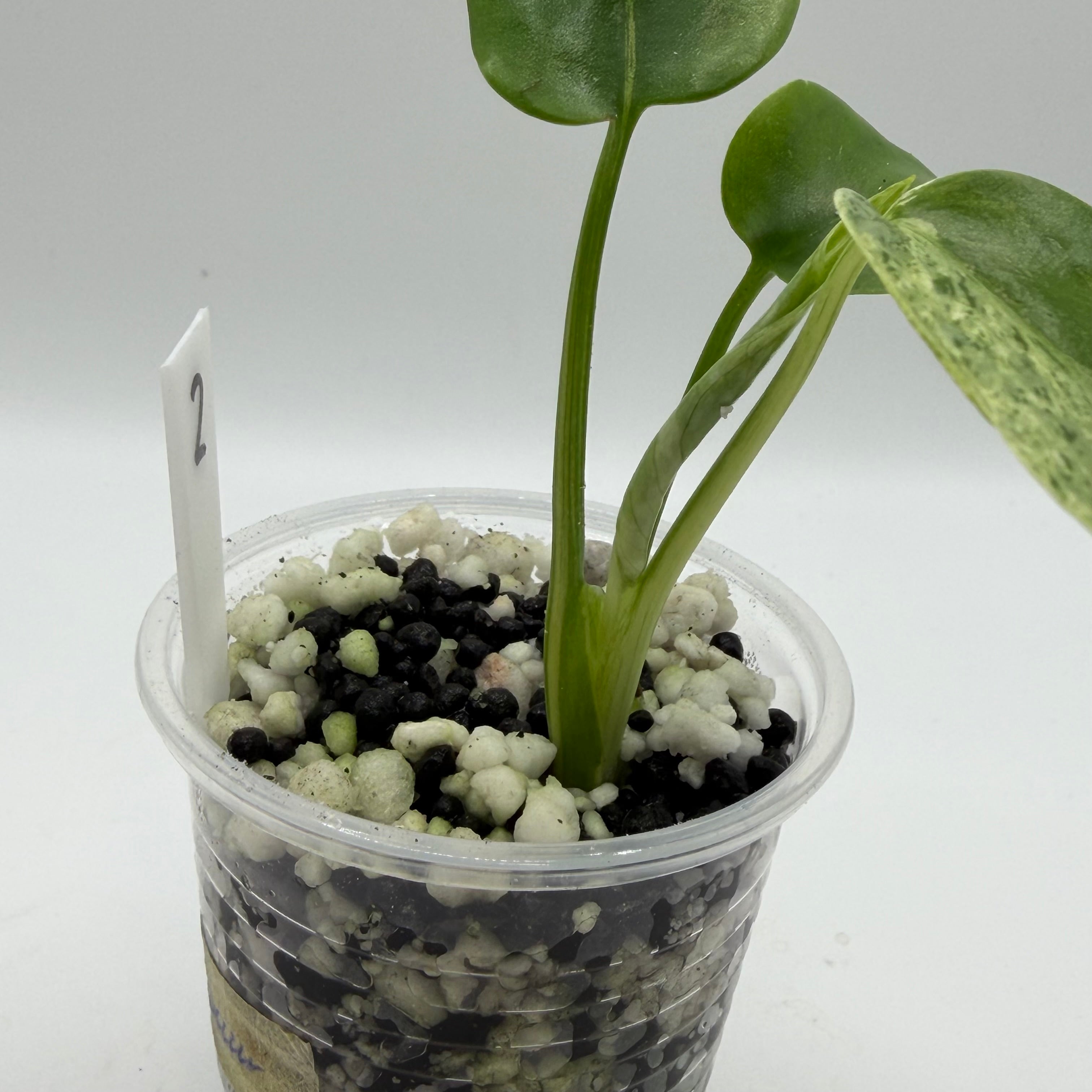 Monstera bulbasaur #2