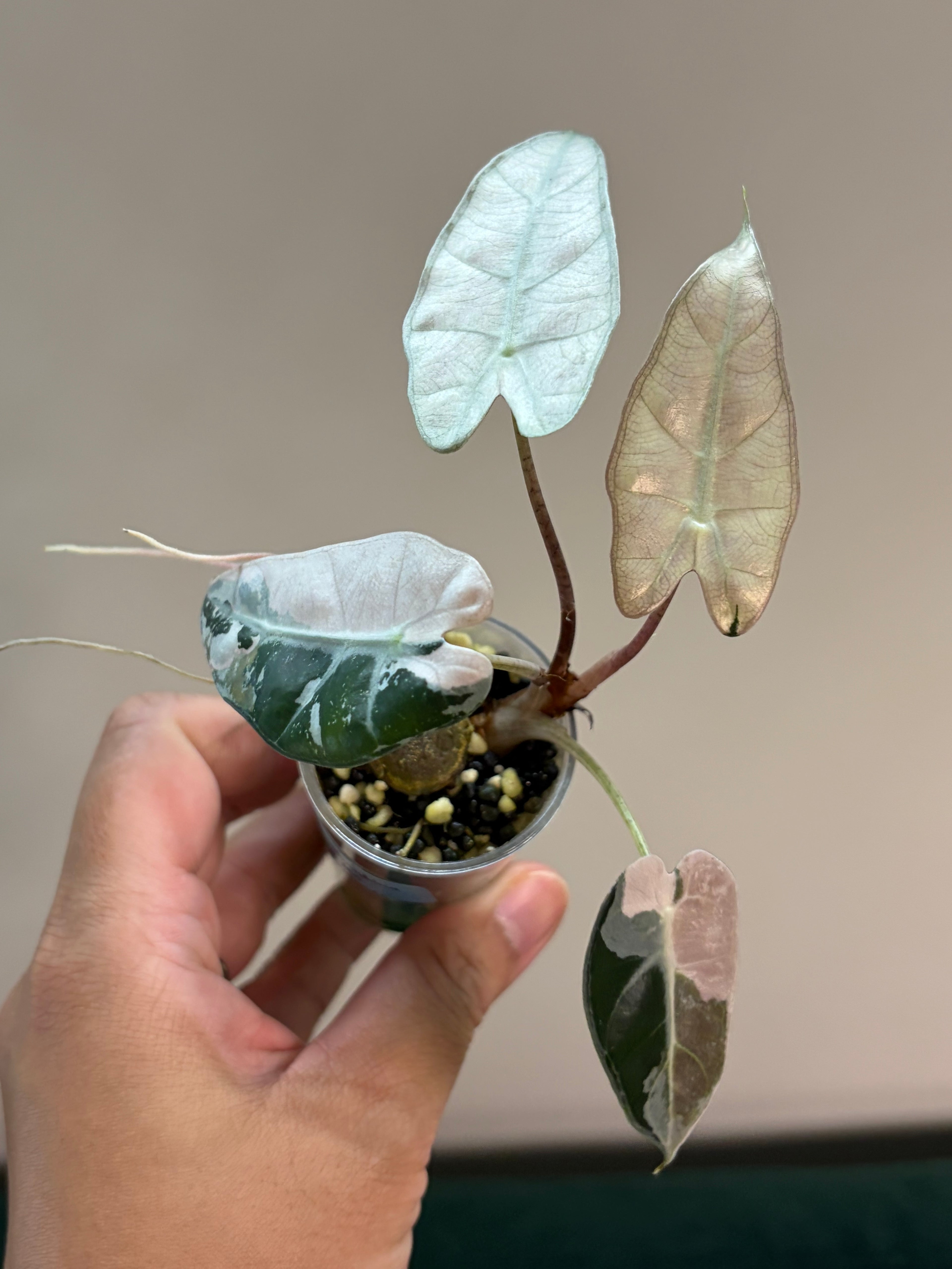 Alocasia Bambino pink #2