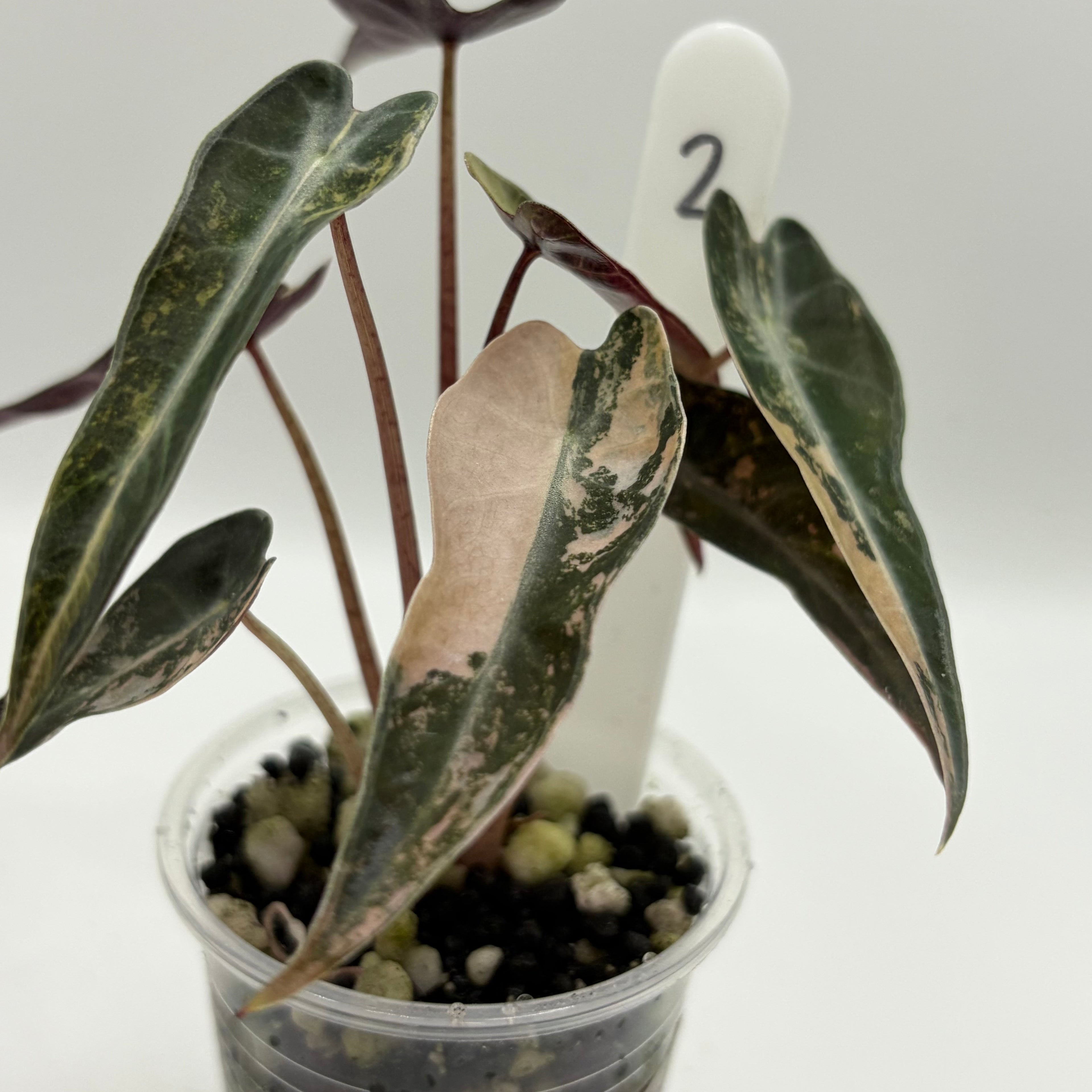 Alocasia Bambino aurea