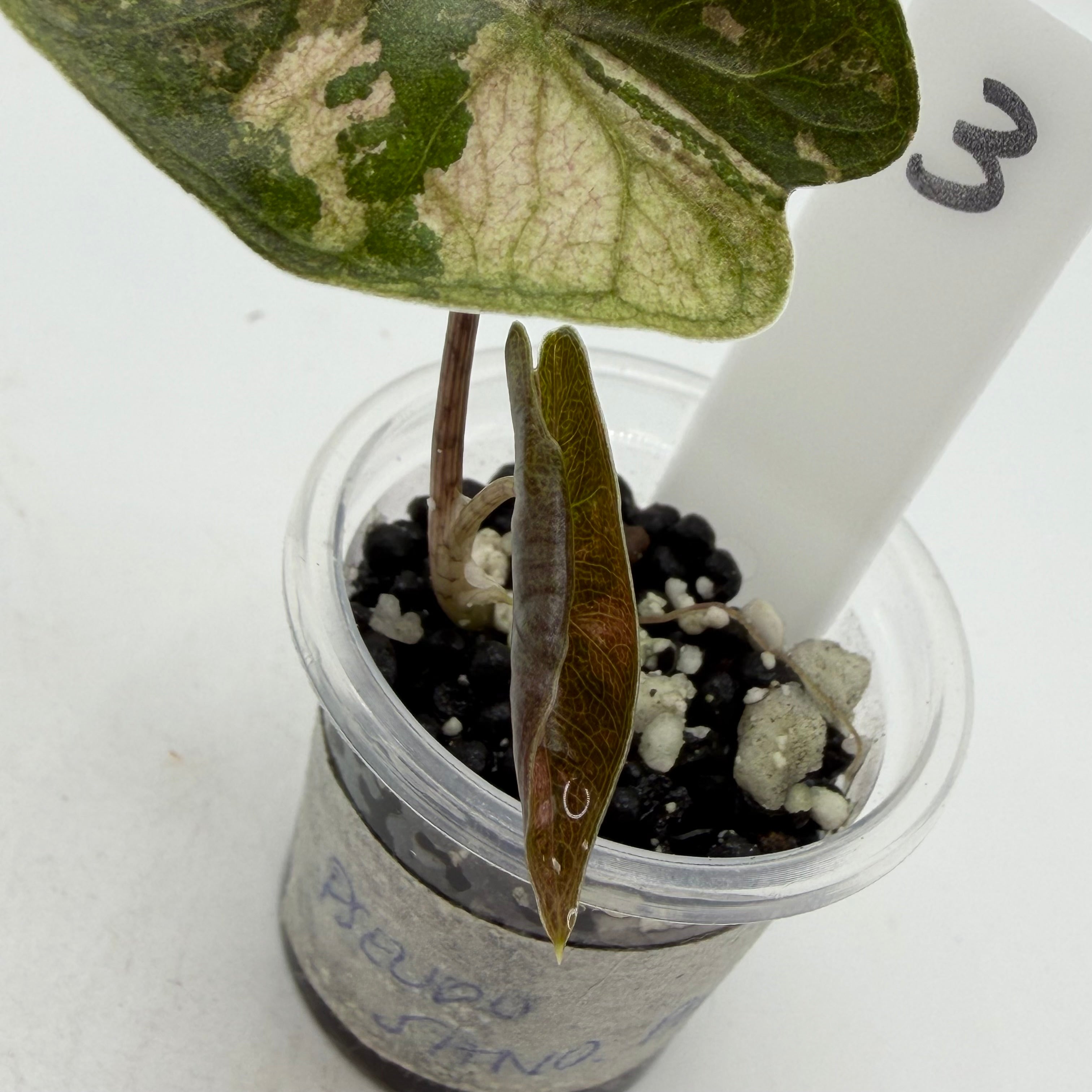 Alocasia Pseudo sanderiana pink #3