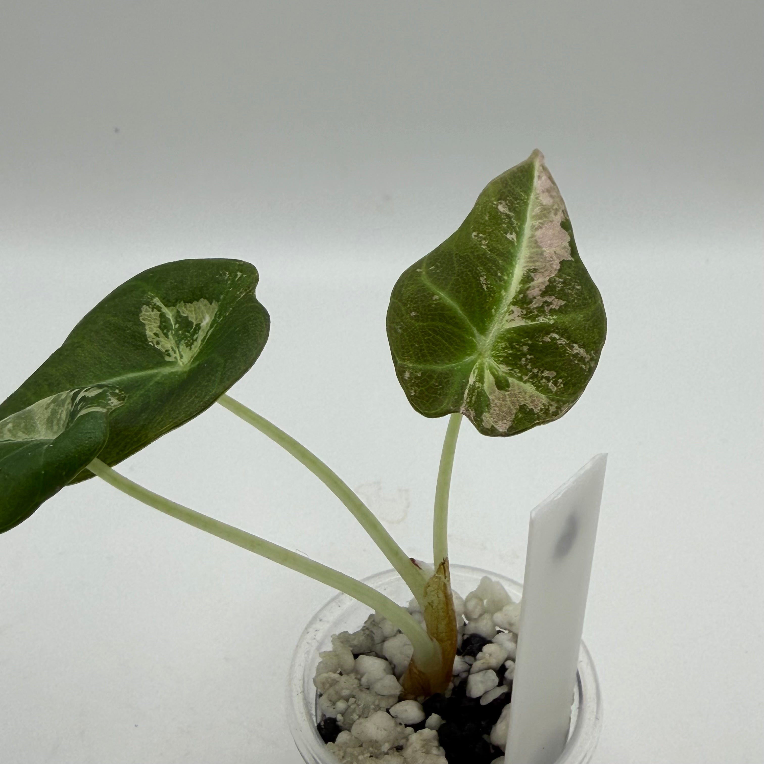 Alocasia Black velvet pink