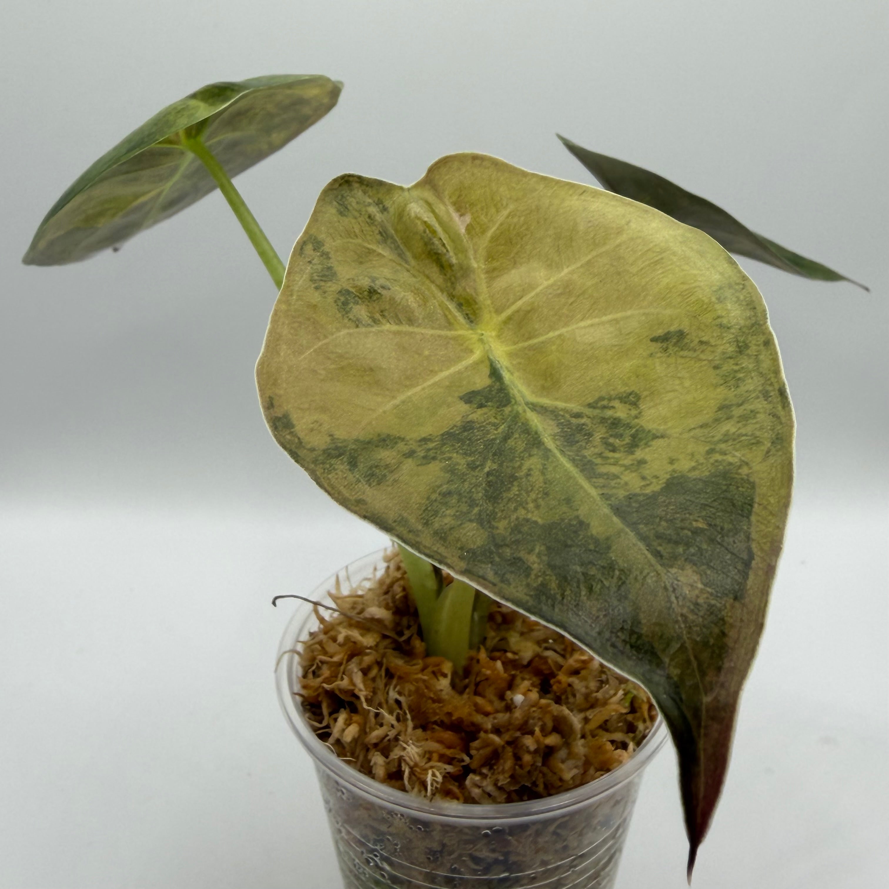Alocasia Wentii aurea