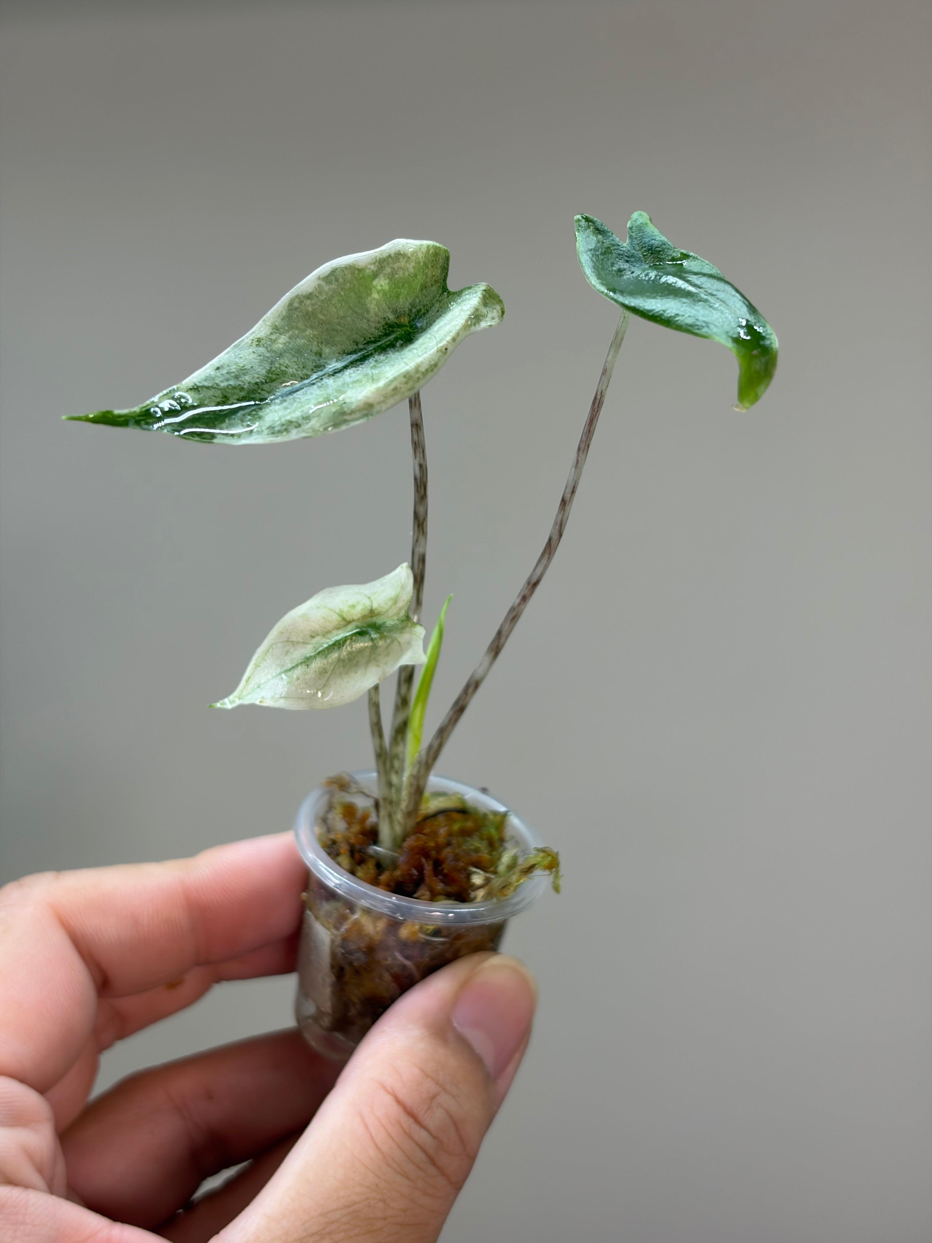 Alocasia Zebrina mint #4