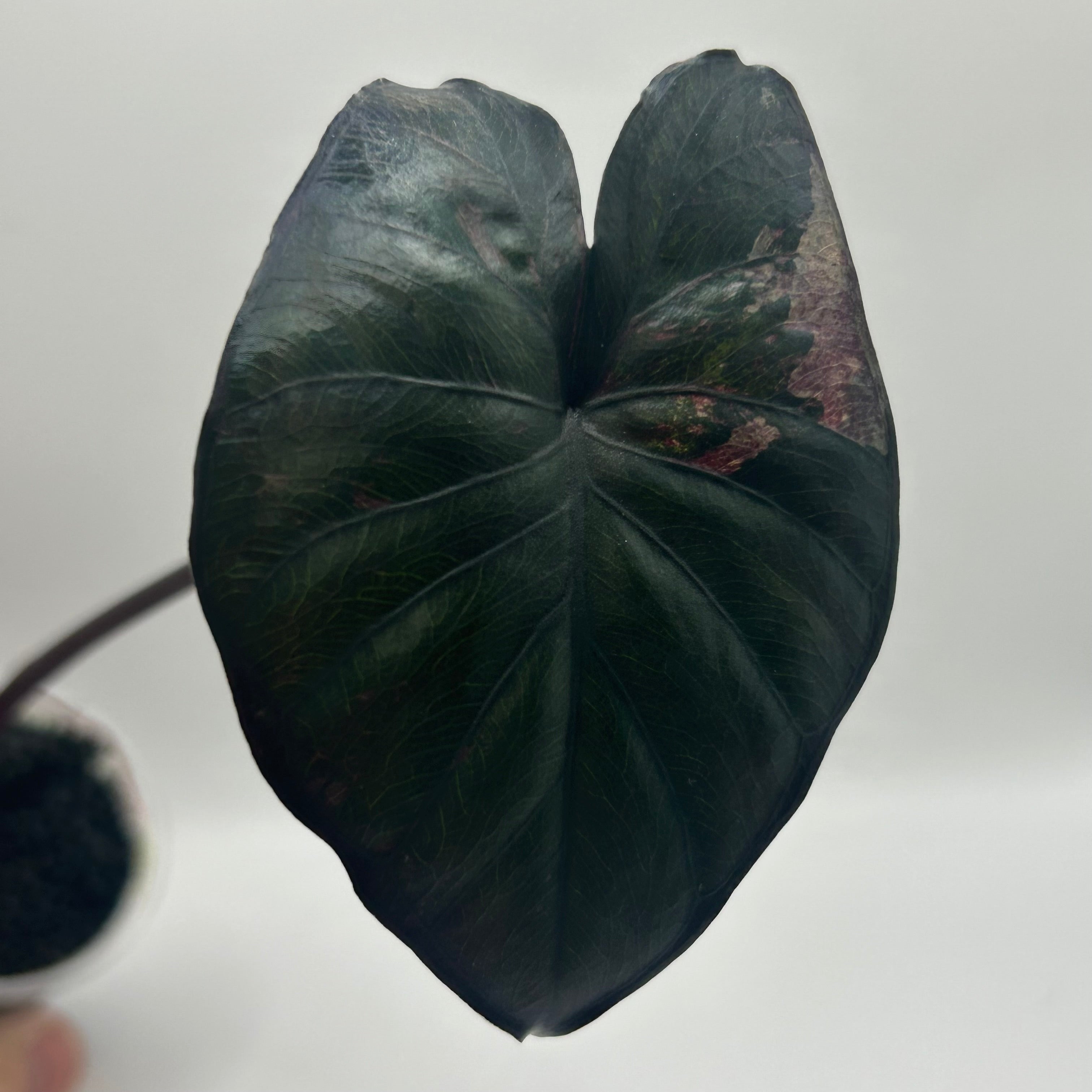 Alocasia Serendipity pink #1