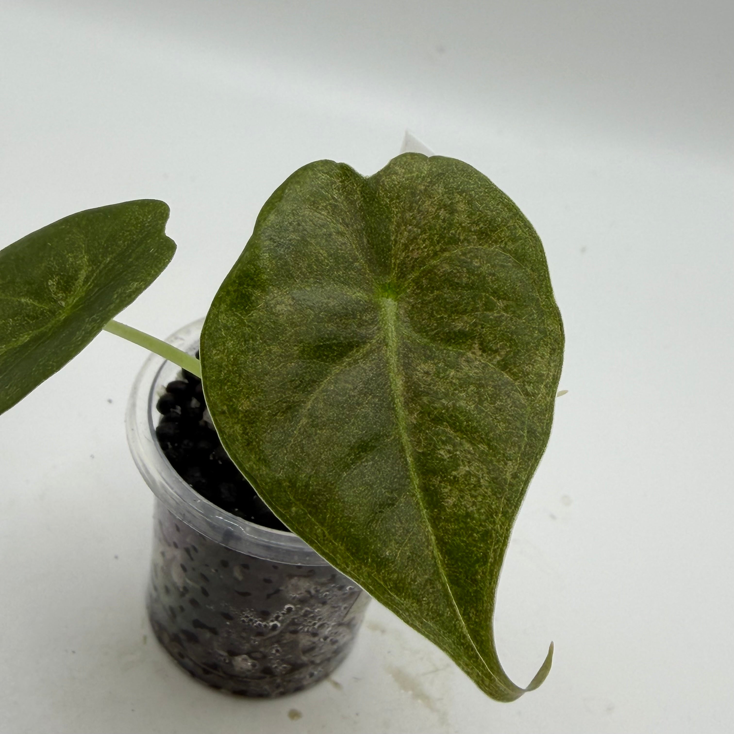 Alocasia Golden Bone pink splash #1