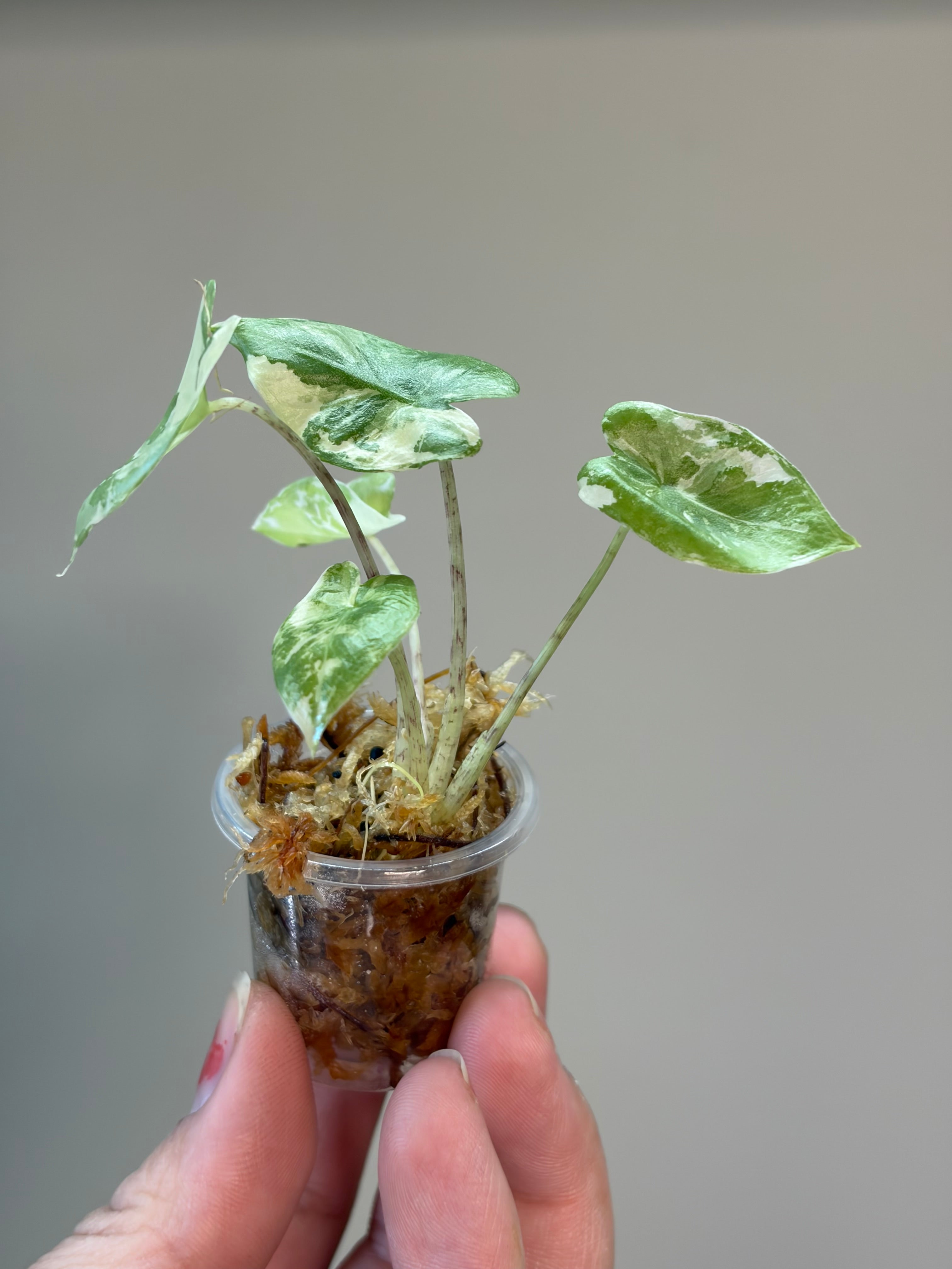 Alocasia Calidora albo #1