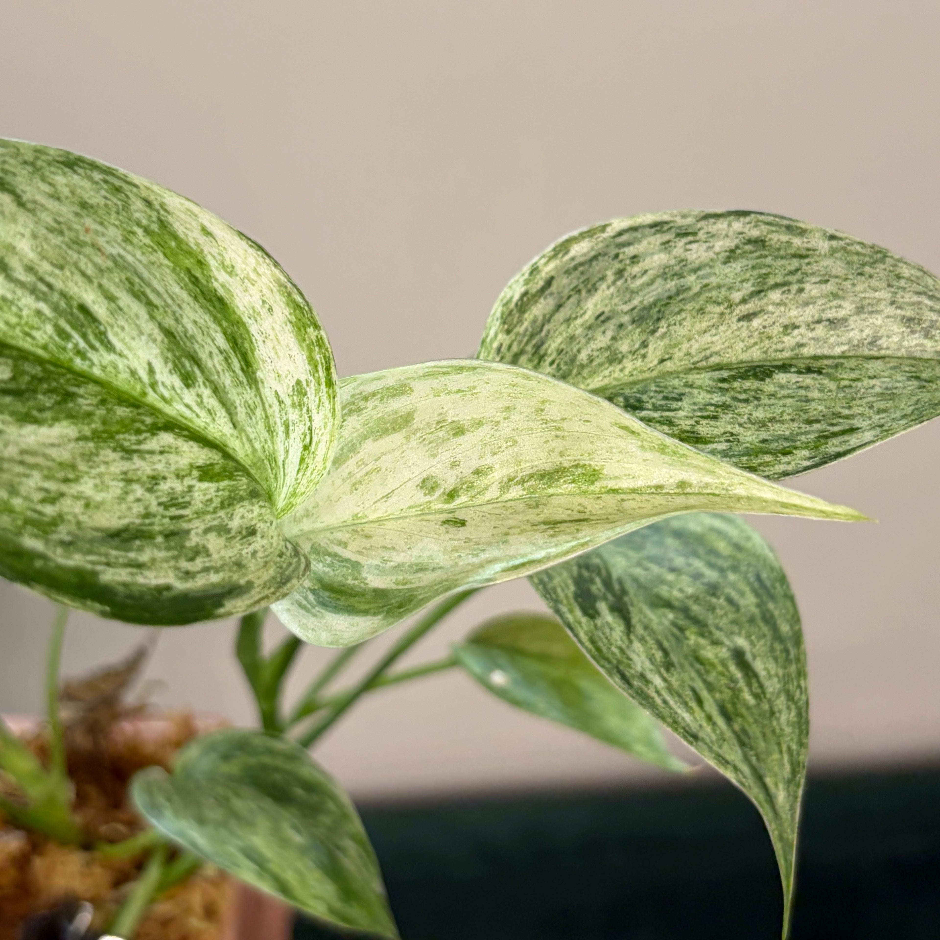 Scindapsus Sp. Salak Blue albo