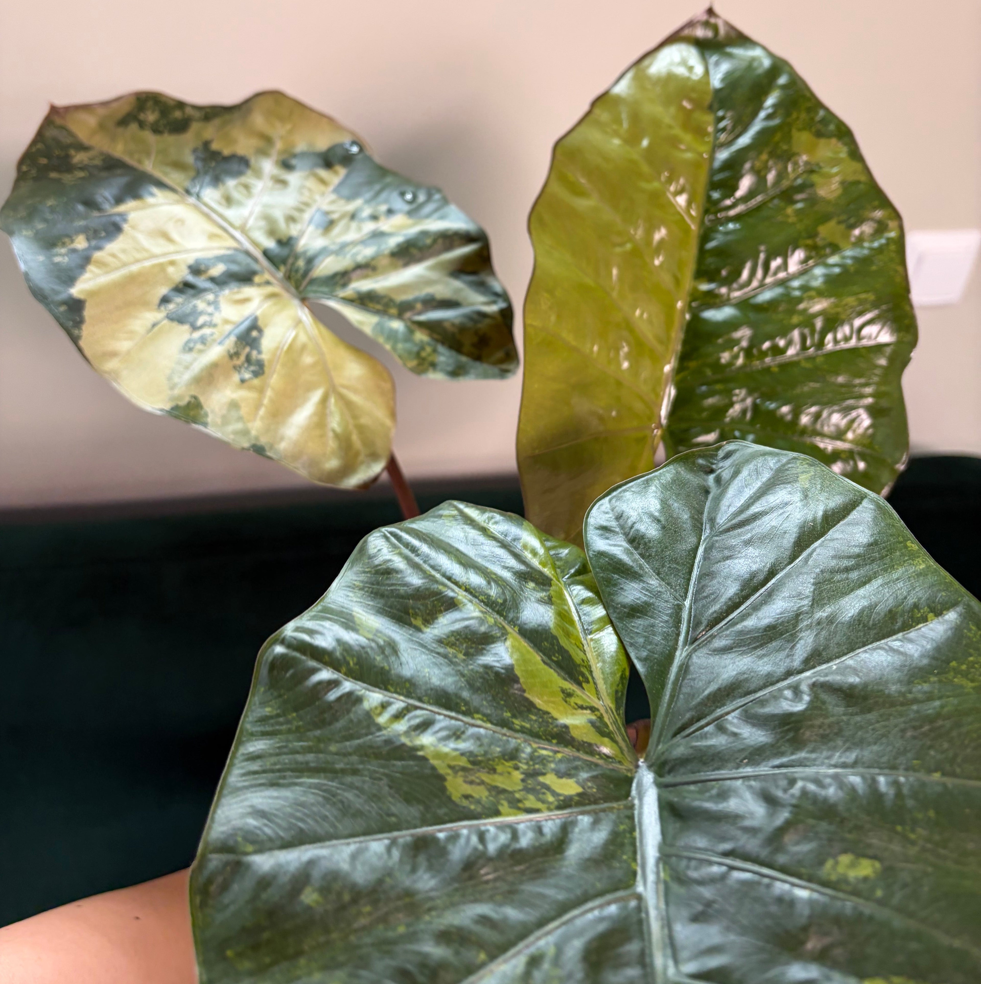 Alocasia Yucatan aurea/creme (corm)