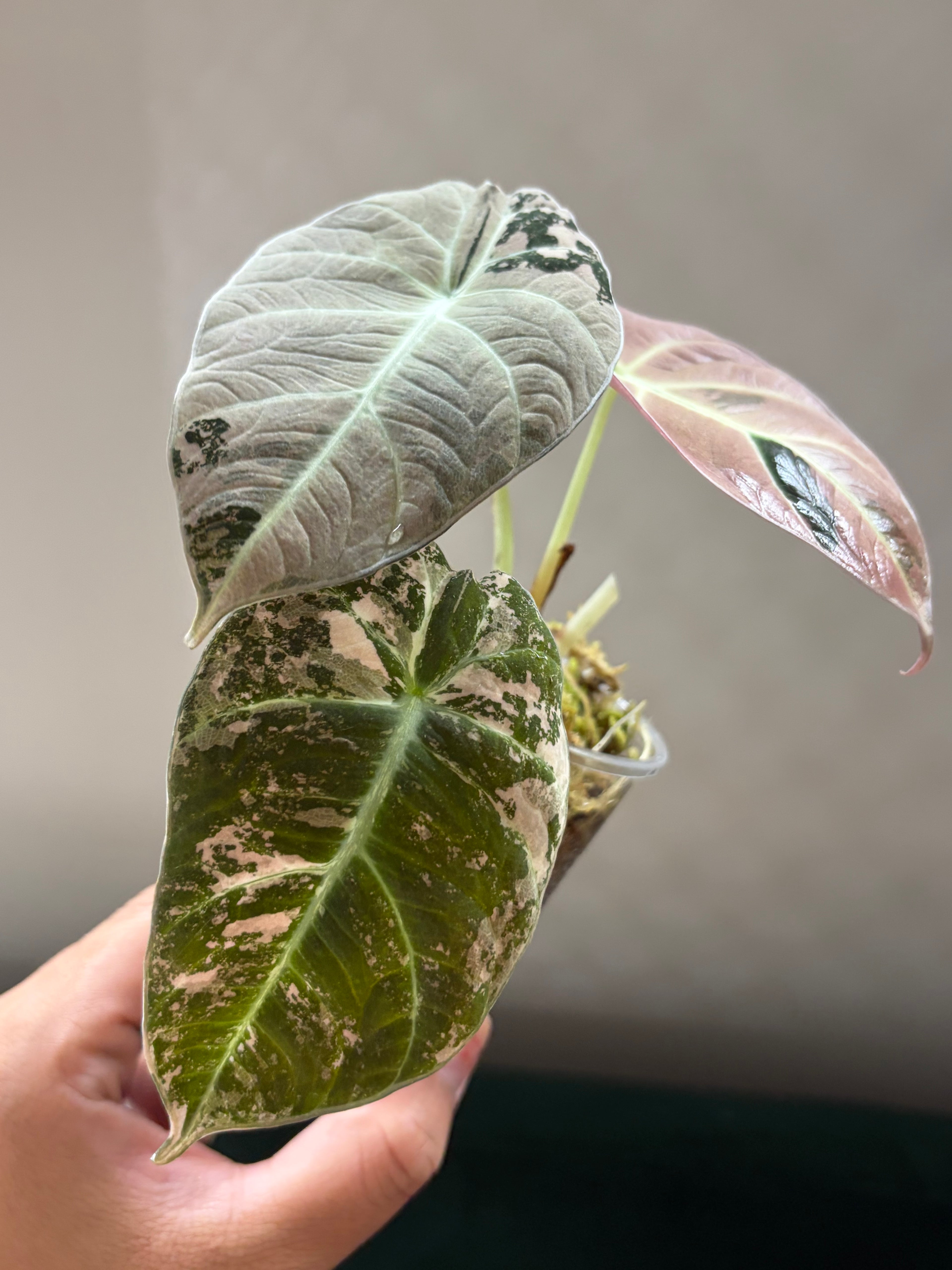 Alocasia Black velvet pink #1