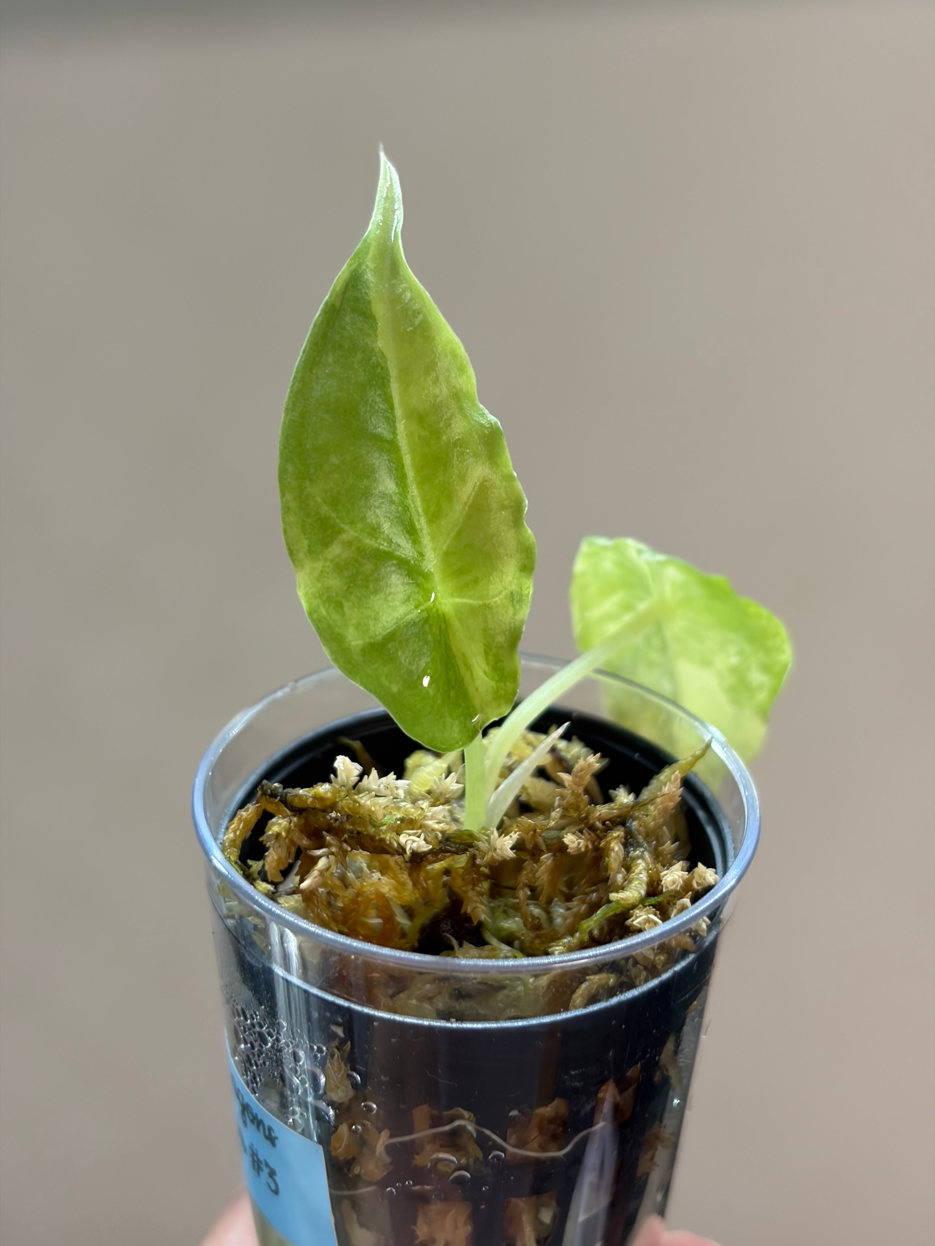 Alocasia Dragons breath aurea #3