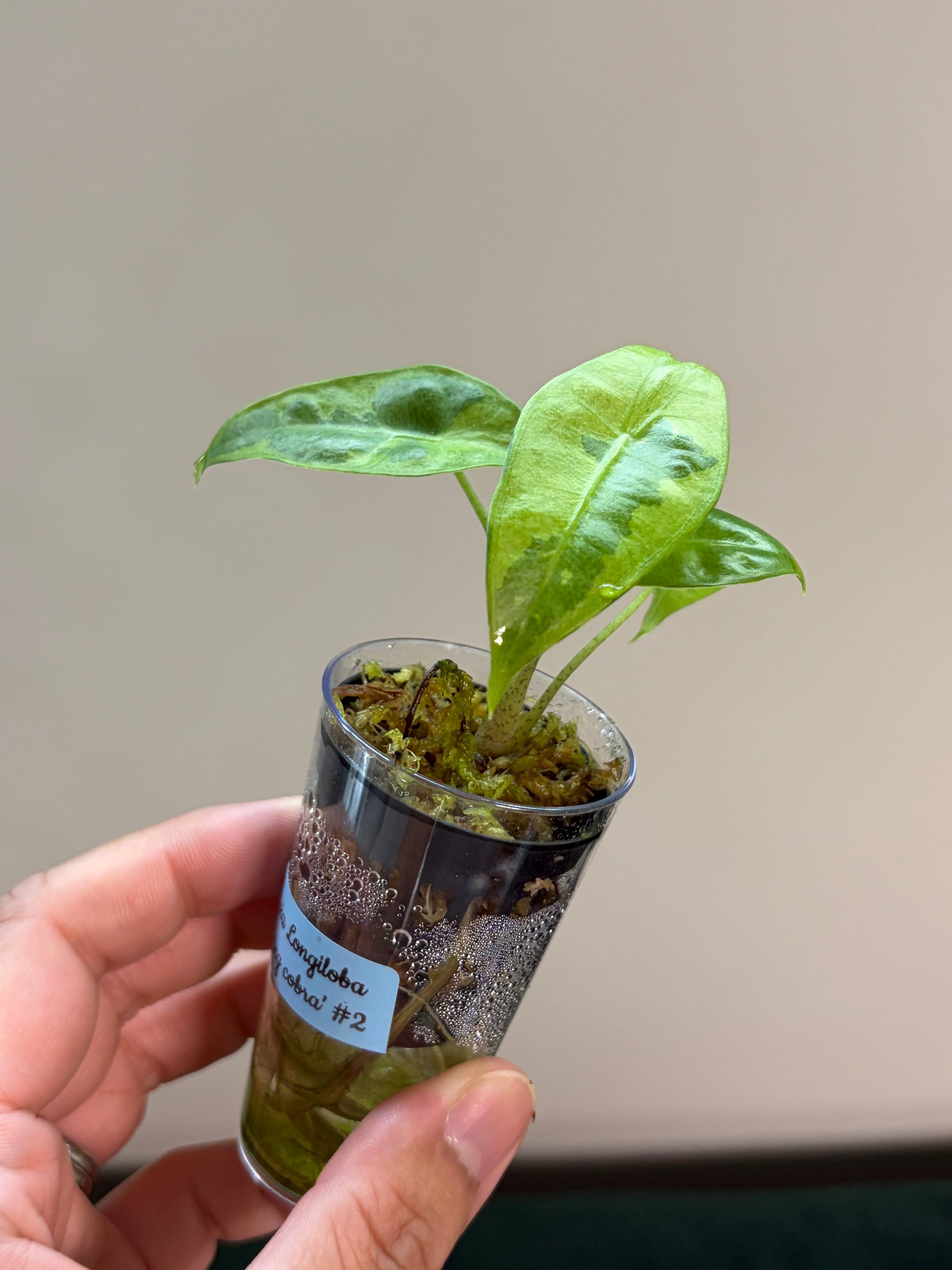 Alocasia Longiloba lava #2