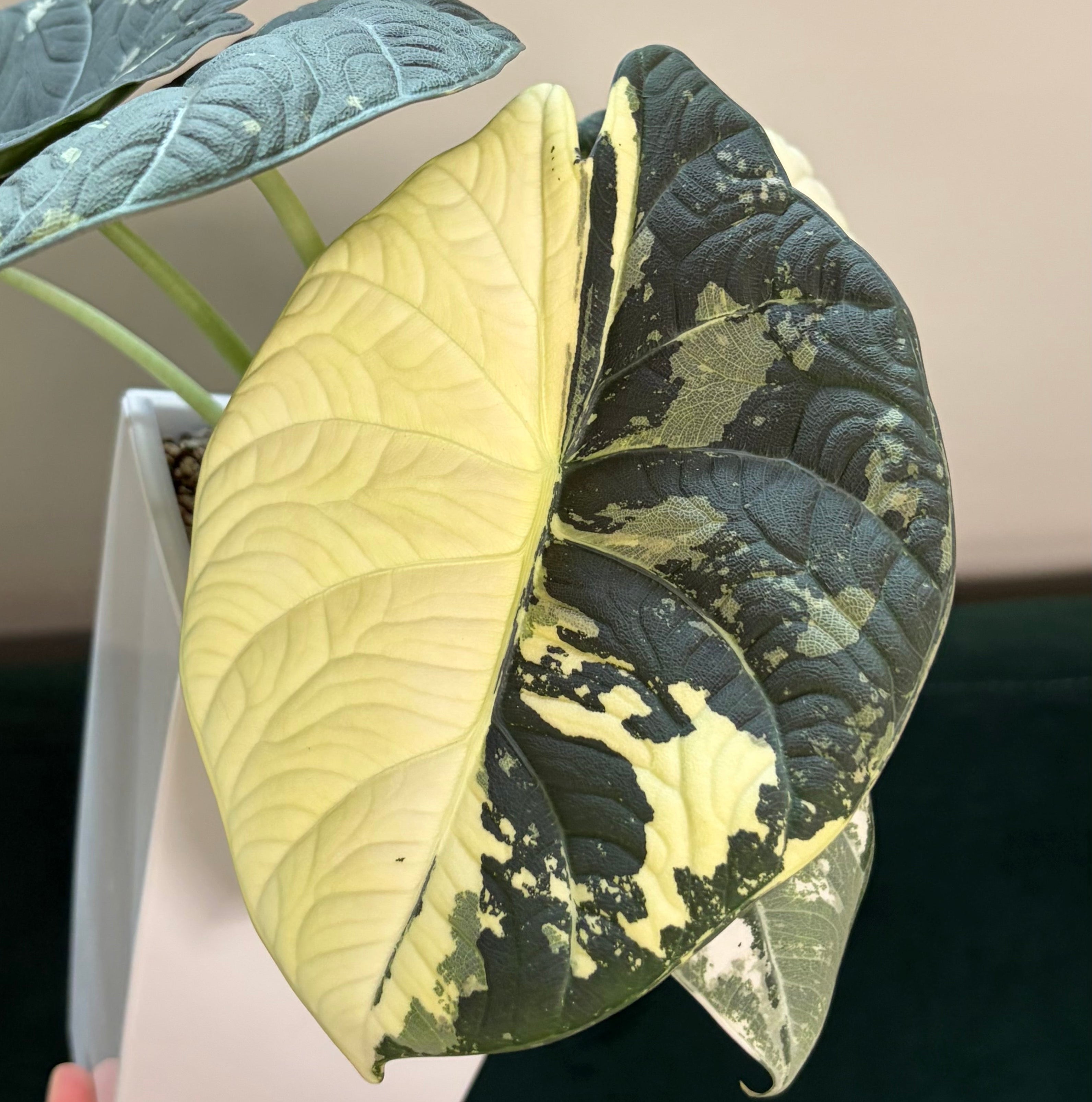 Alocasia Maharani albo (corm)