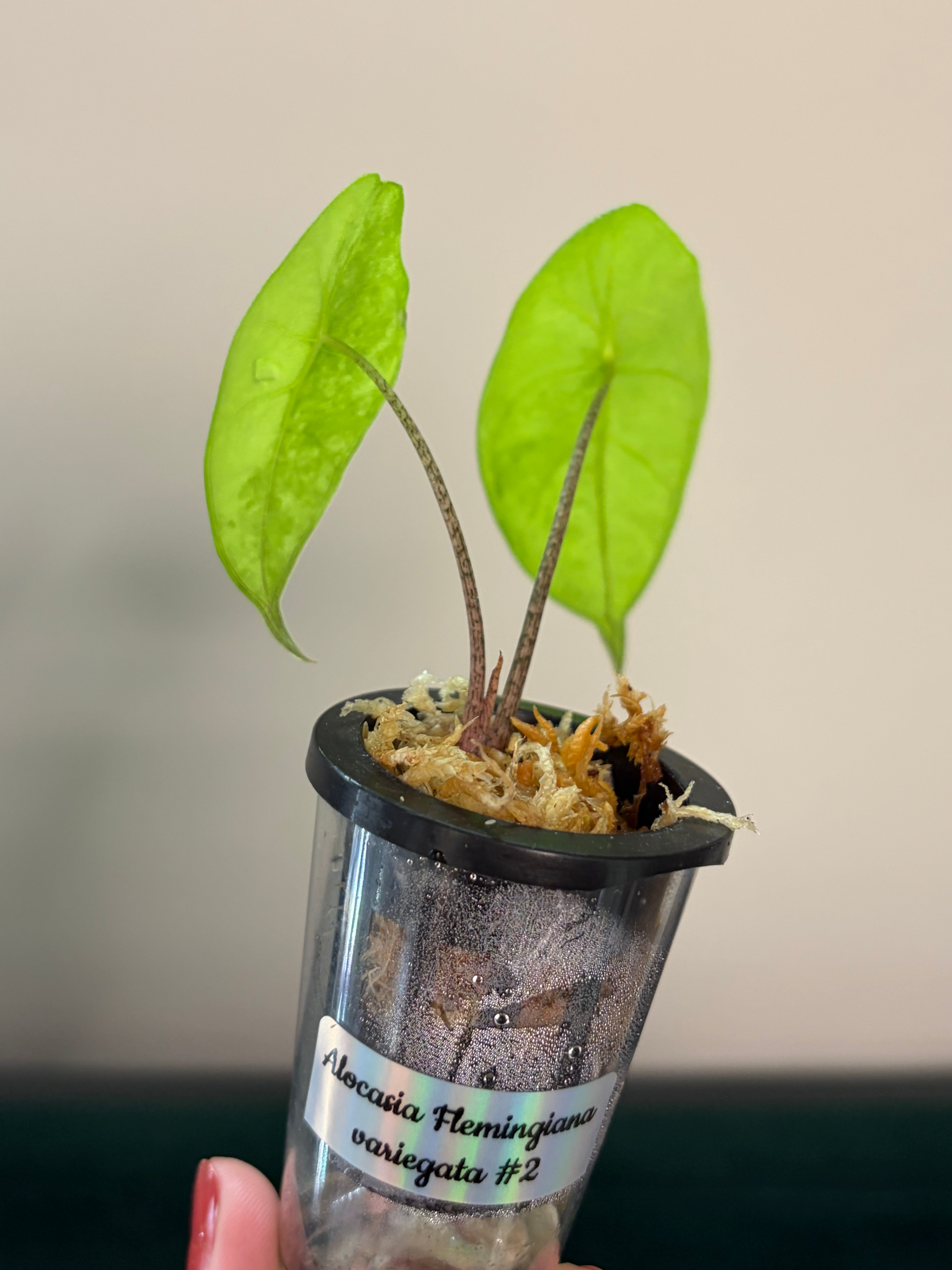 Alocasia Flemingiana variegata #2
