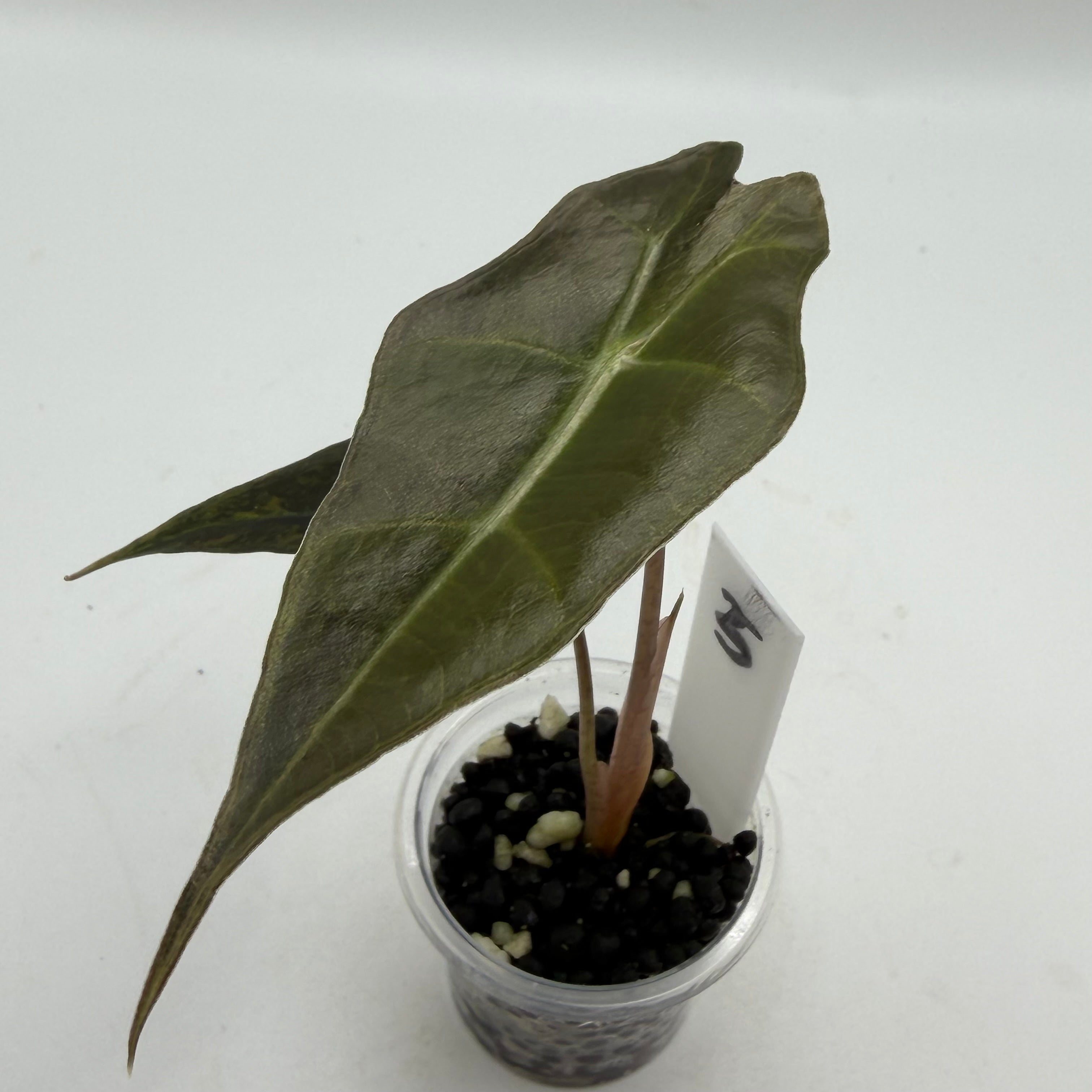 Alocasia Sanderiana bull aurea #5