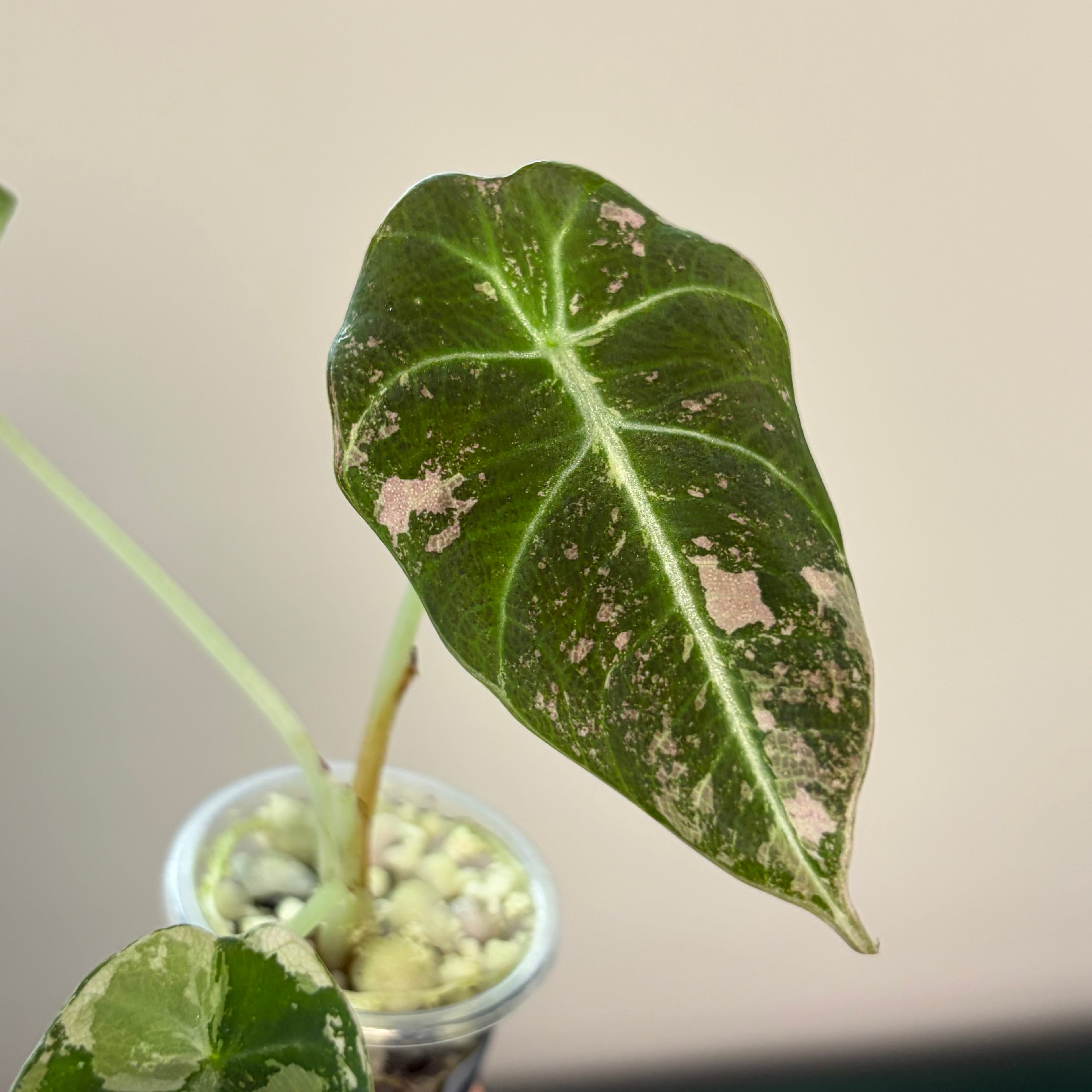 Alocasia Black velvet pink