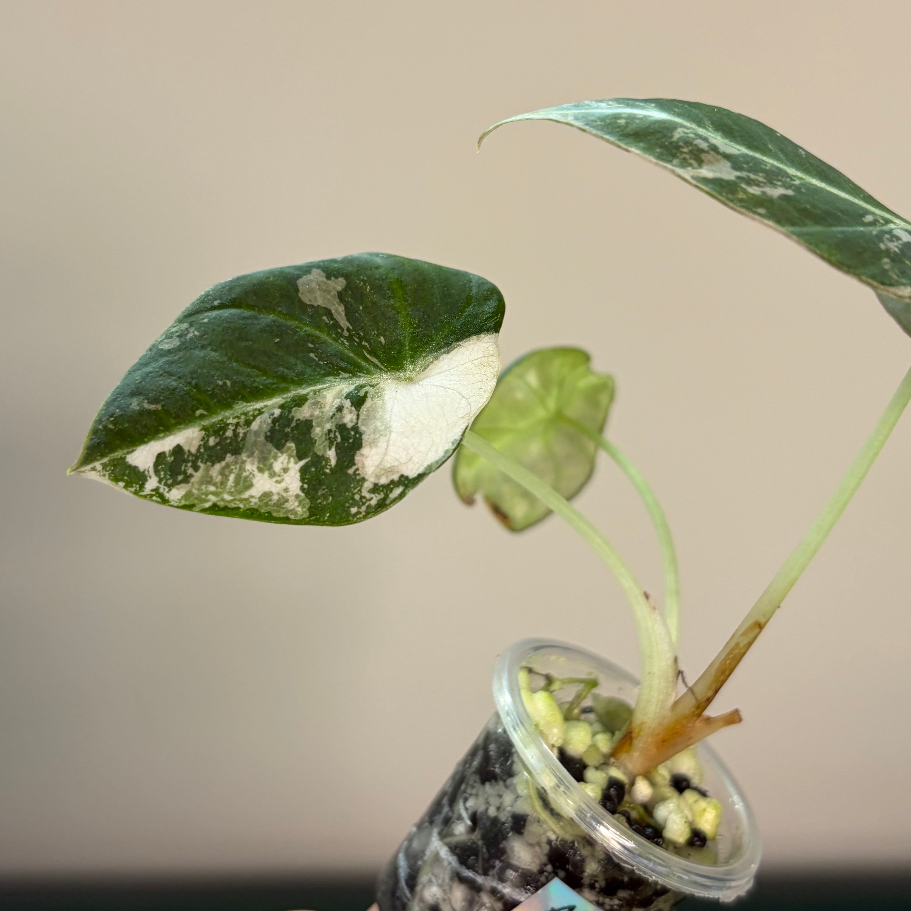 Alocasia Black velvet pink