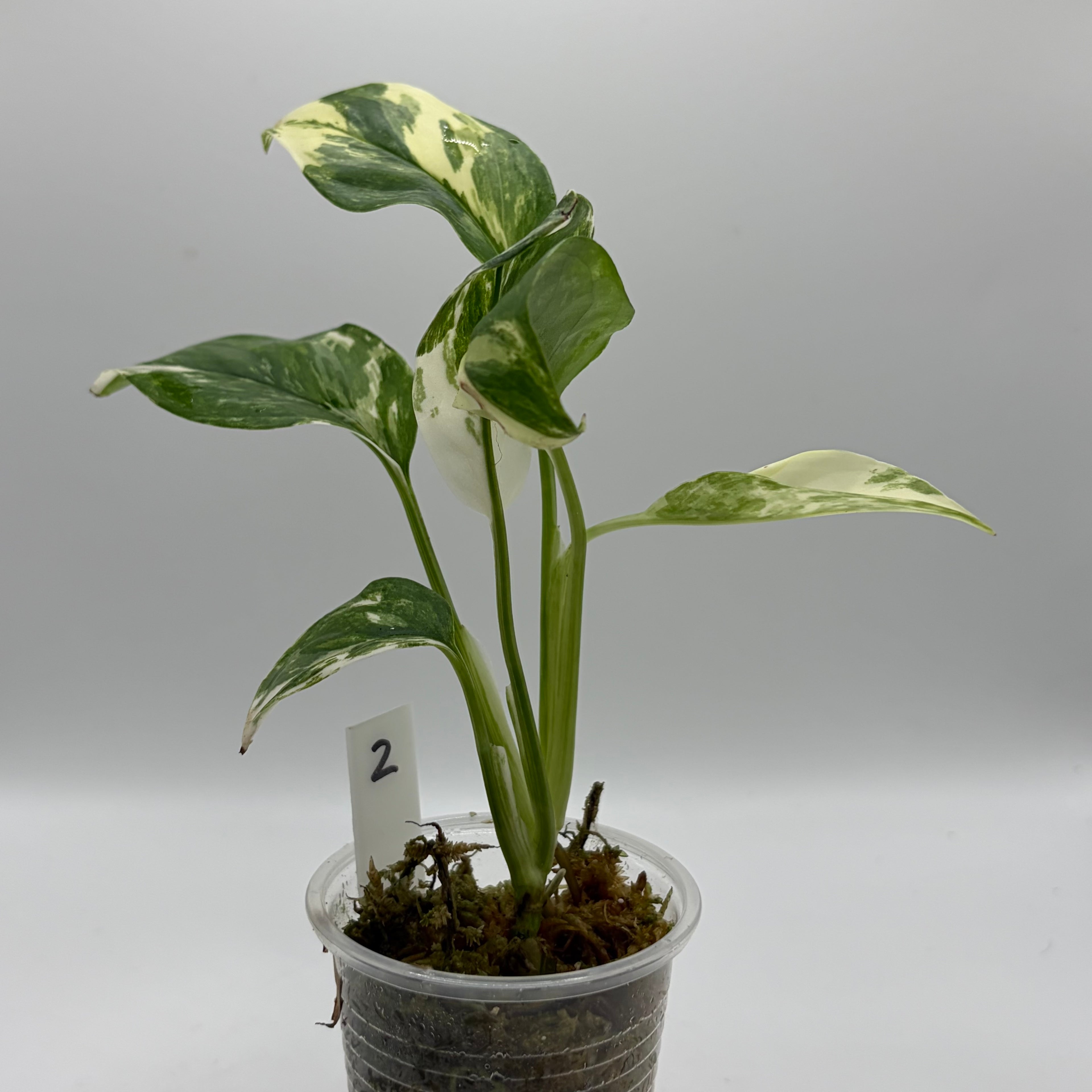 Monstera Lechleriana albo #2