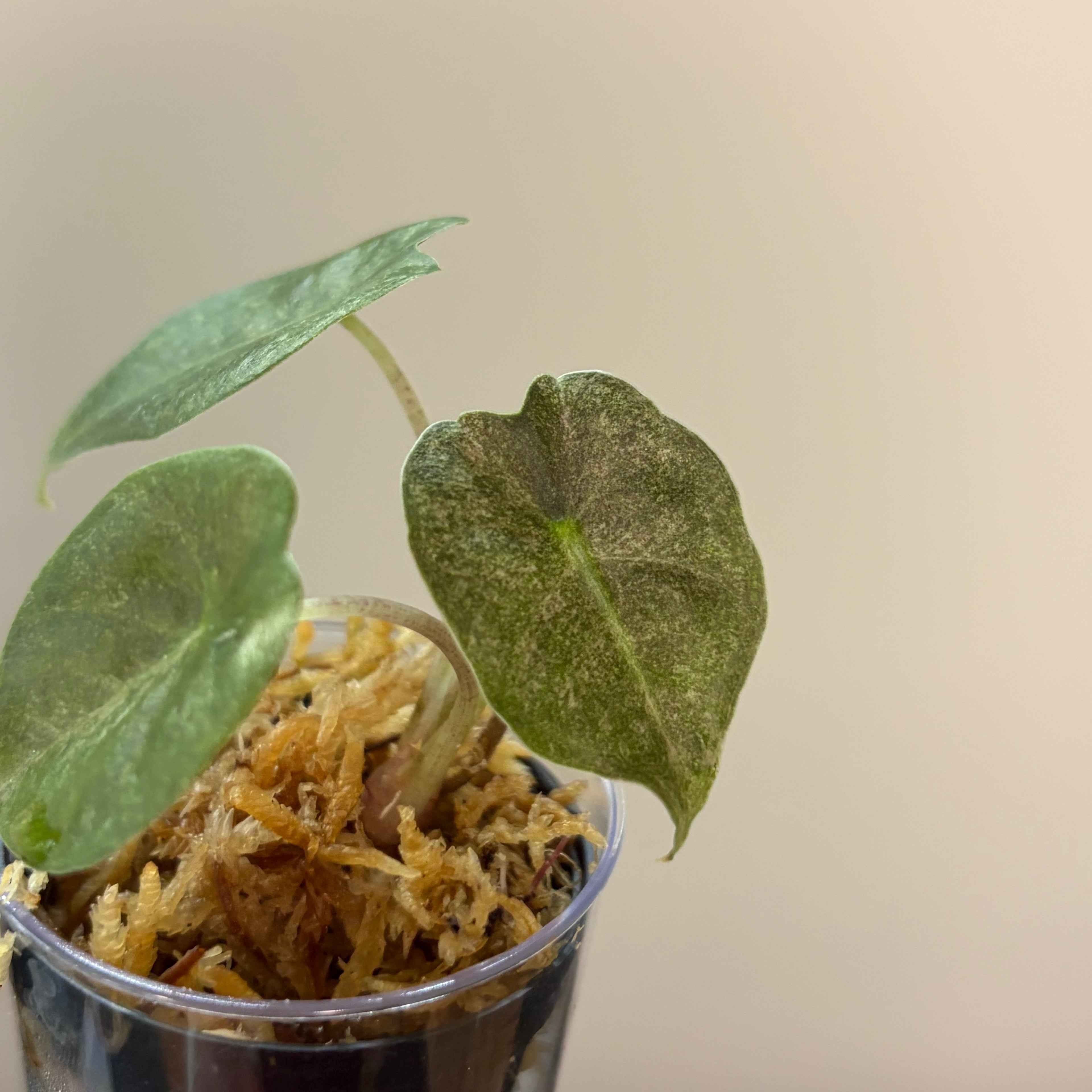 Alocasia Golden Bone pink splash #1
