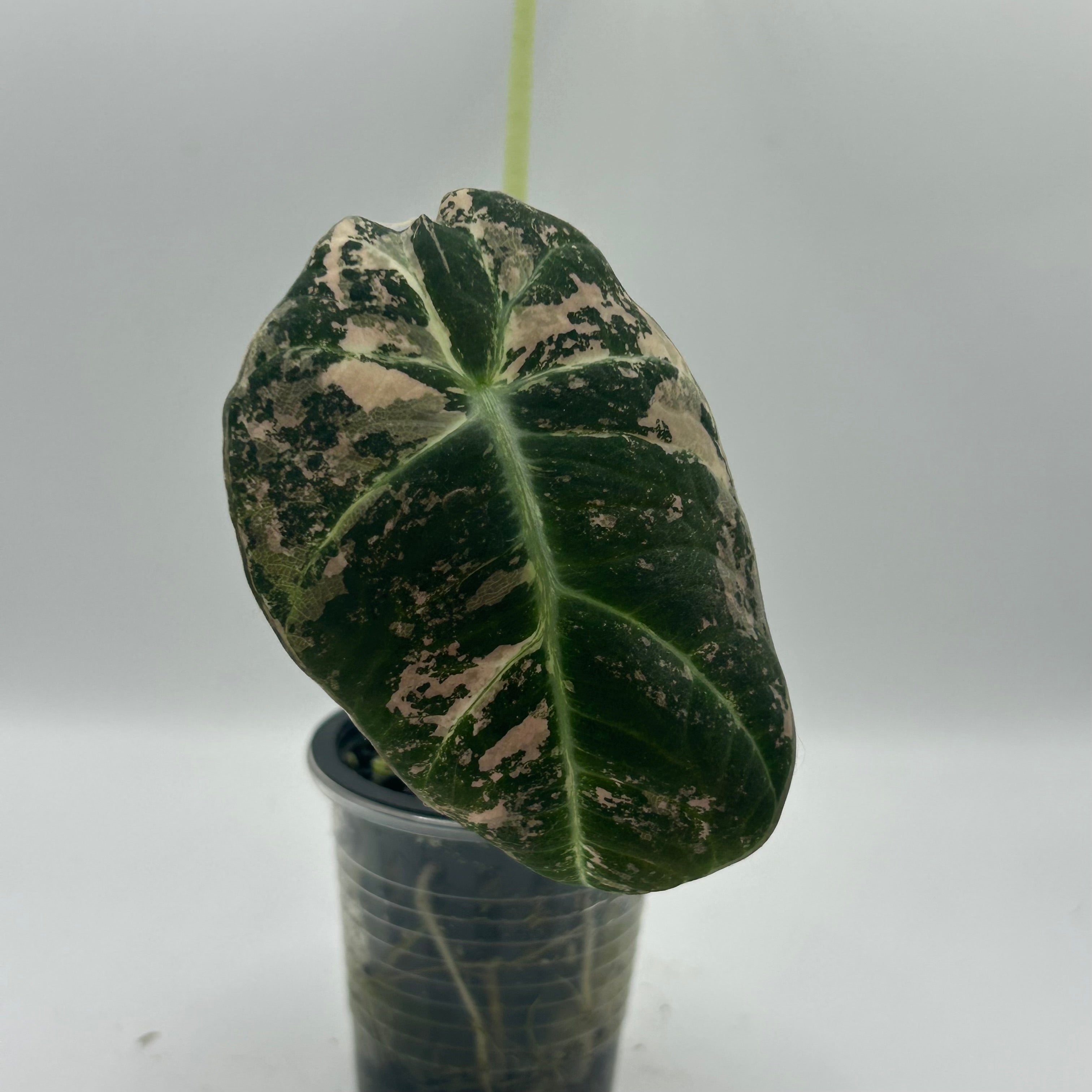 Alocasia Black velvet pink