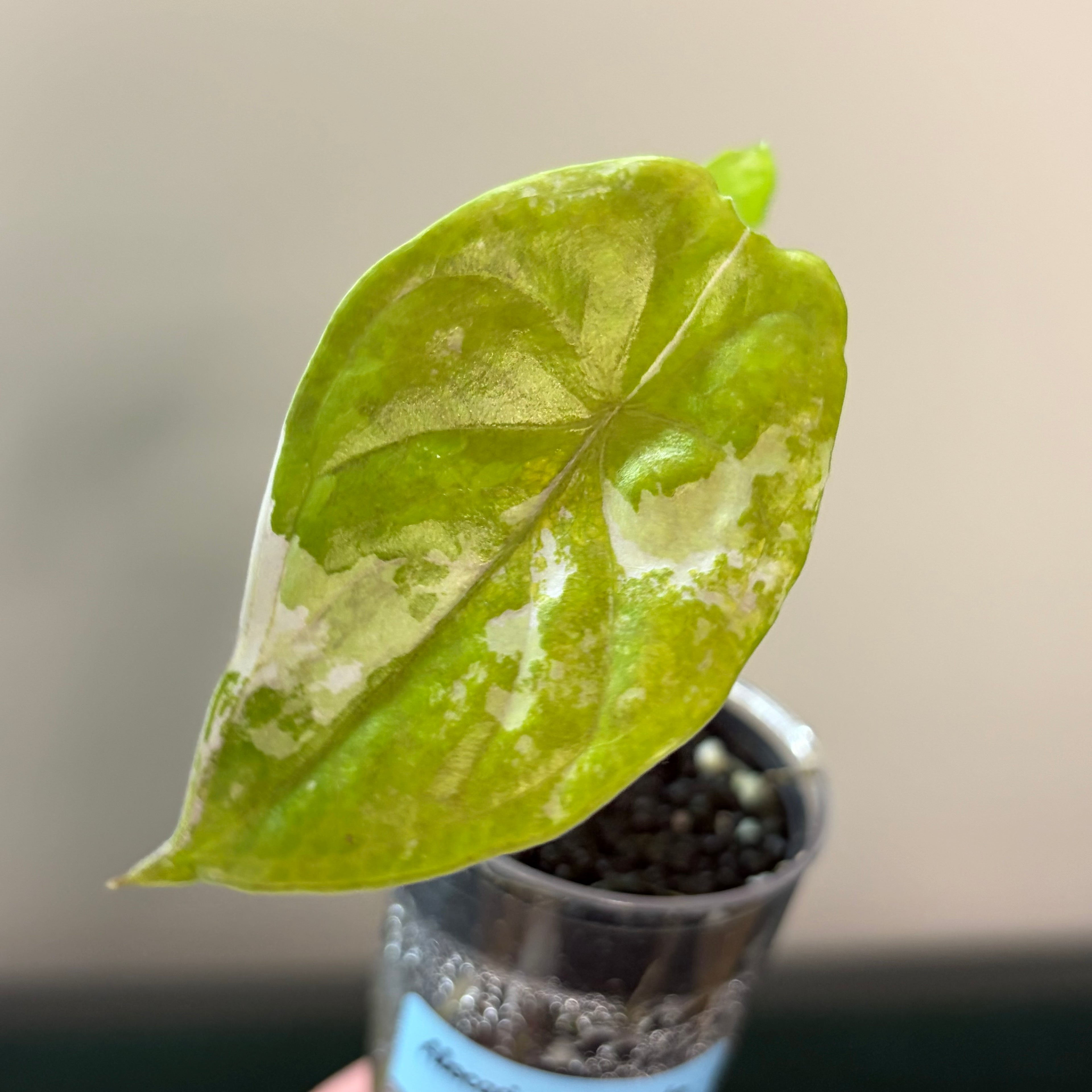 Alocasia Fornicata mint