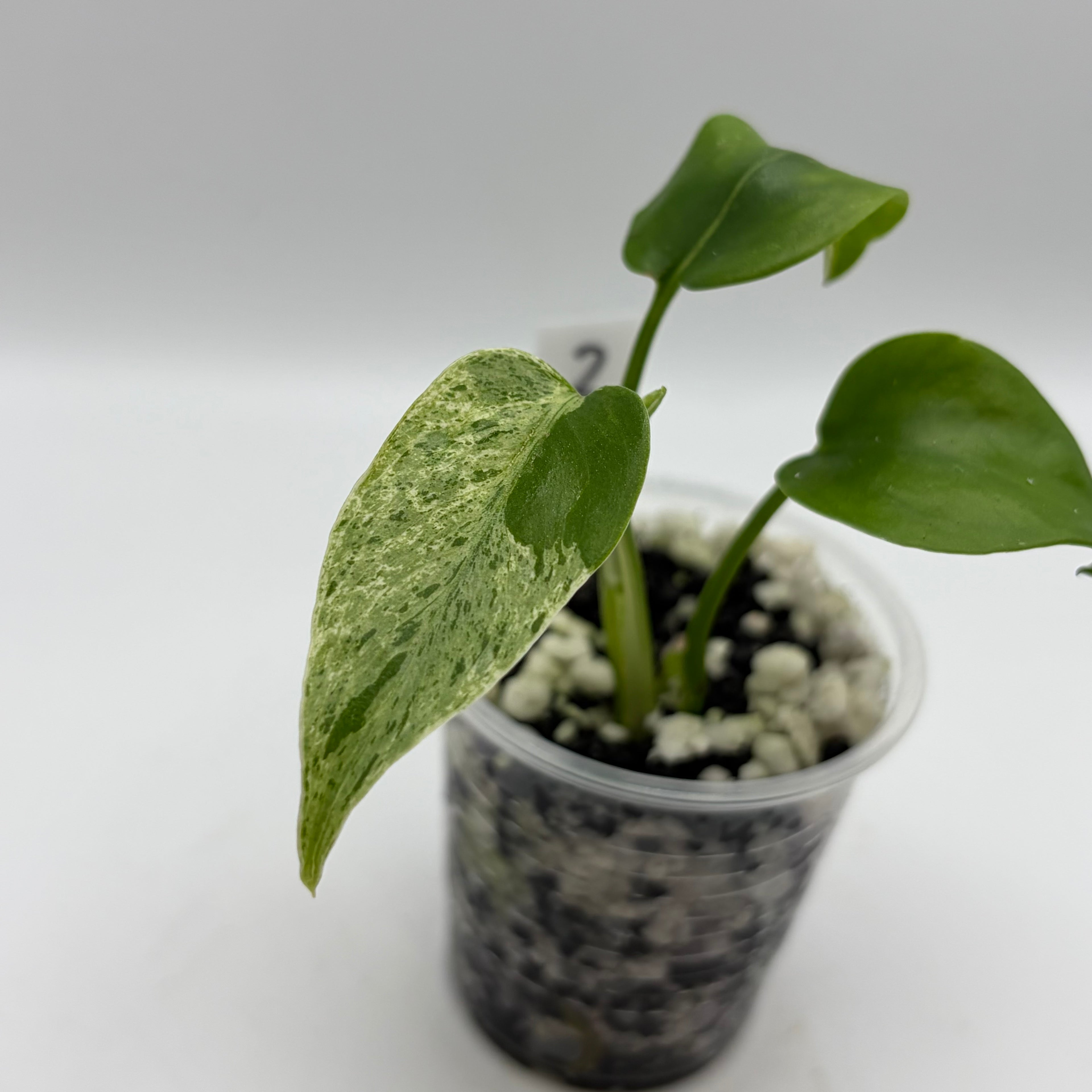 Monstera bulbasaur #2