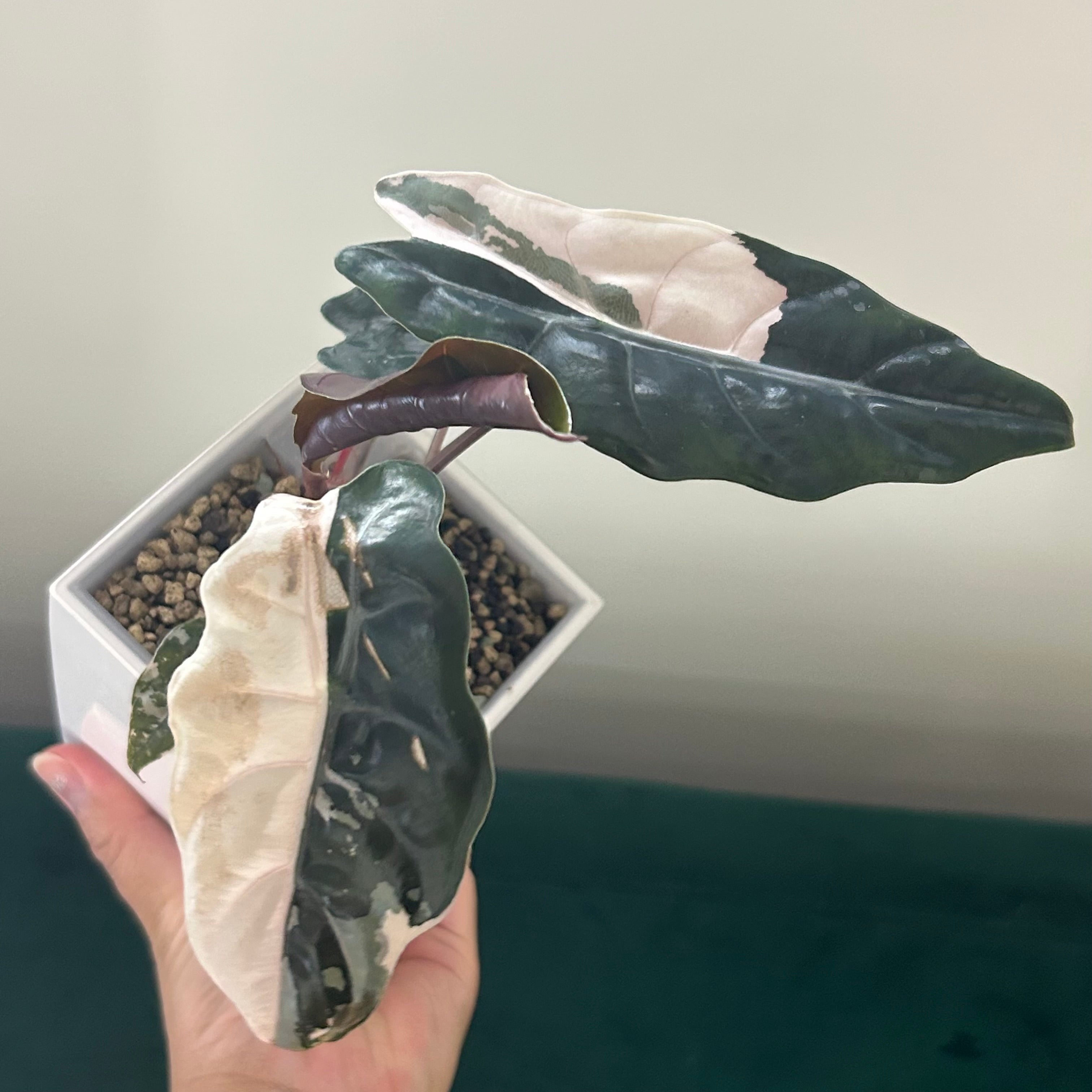 Alocasia Chantrieri pink (corm)