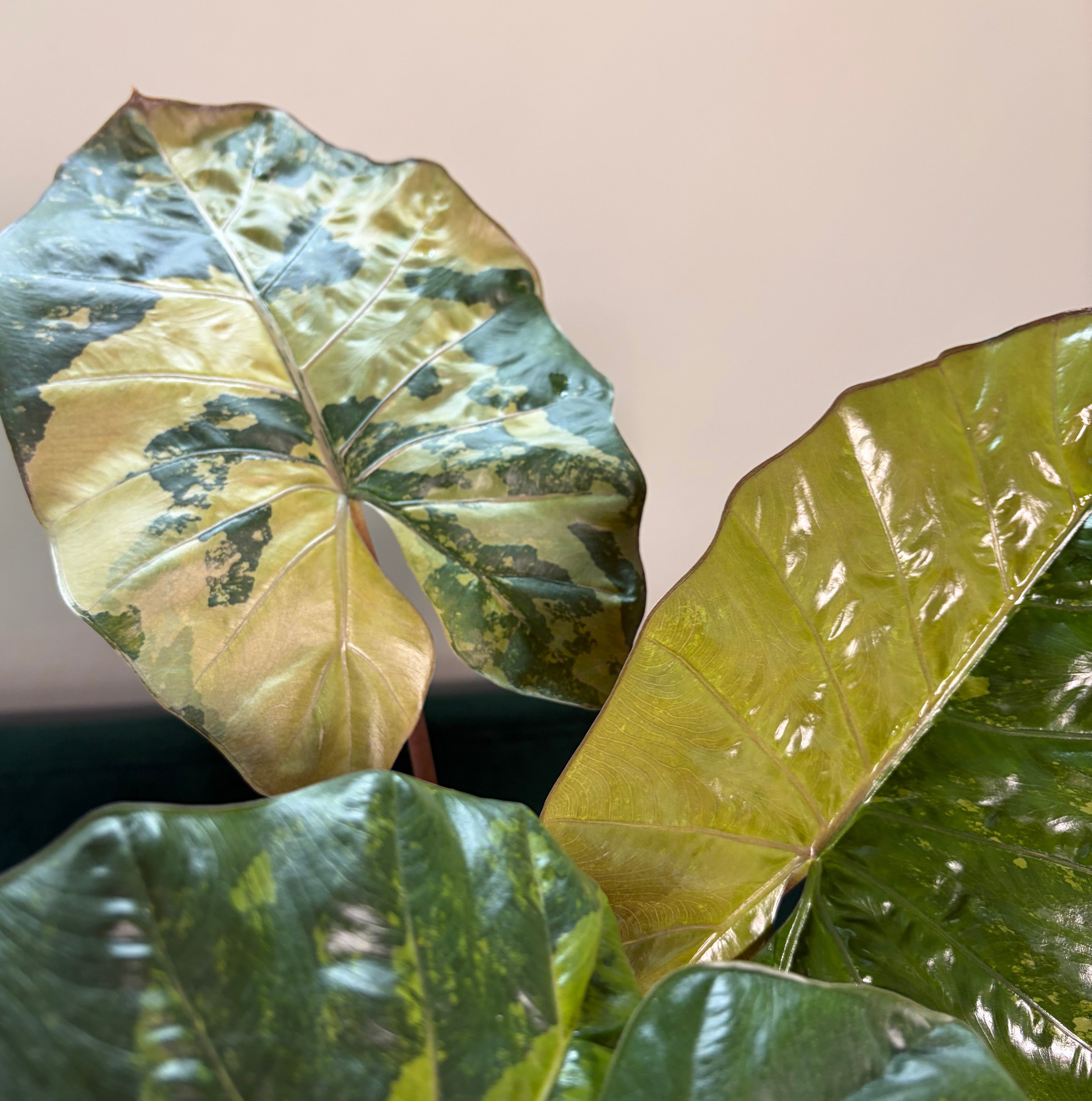 Alocasia Yucatan aurea/creme (corm)