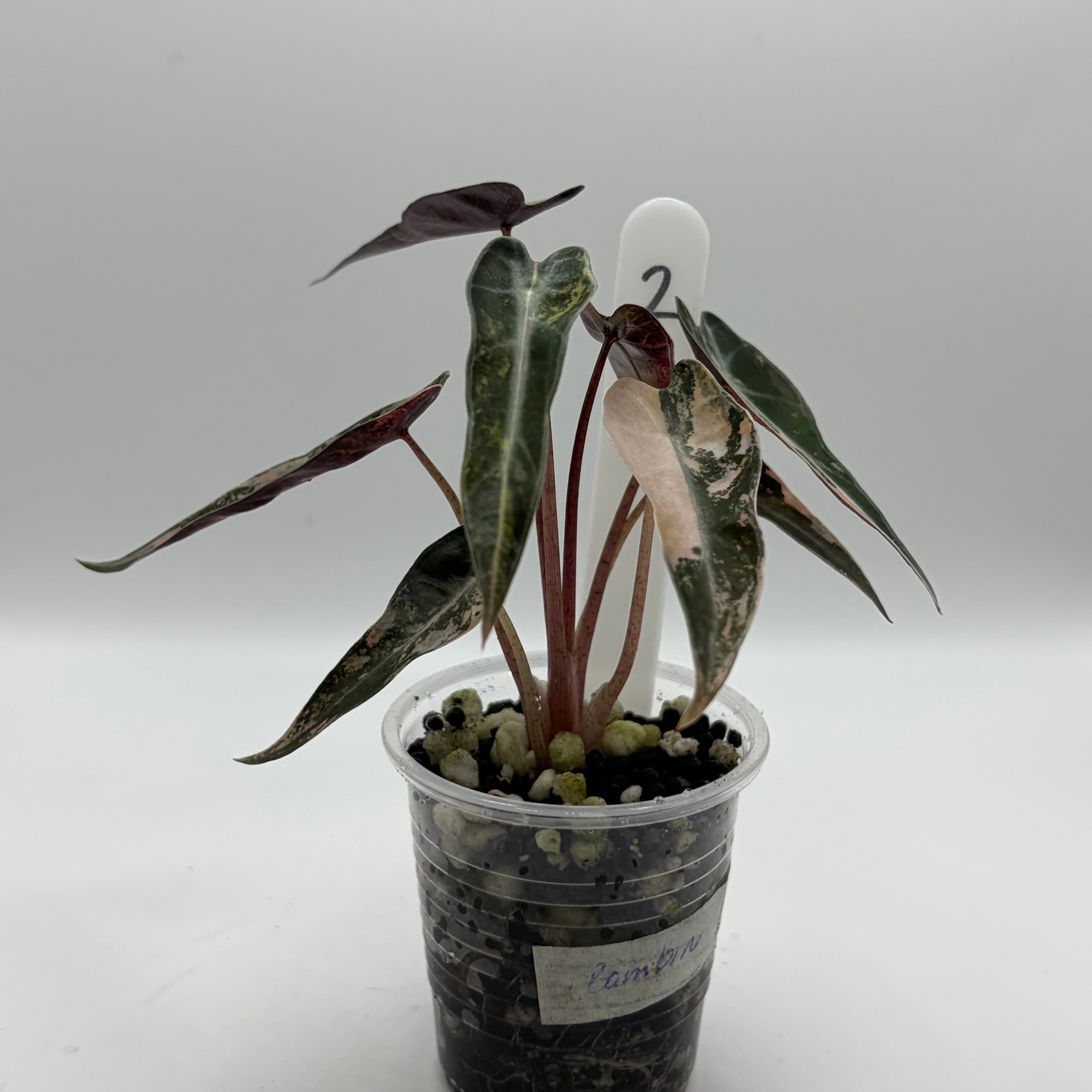 Alocasia Bambino aurea