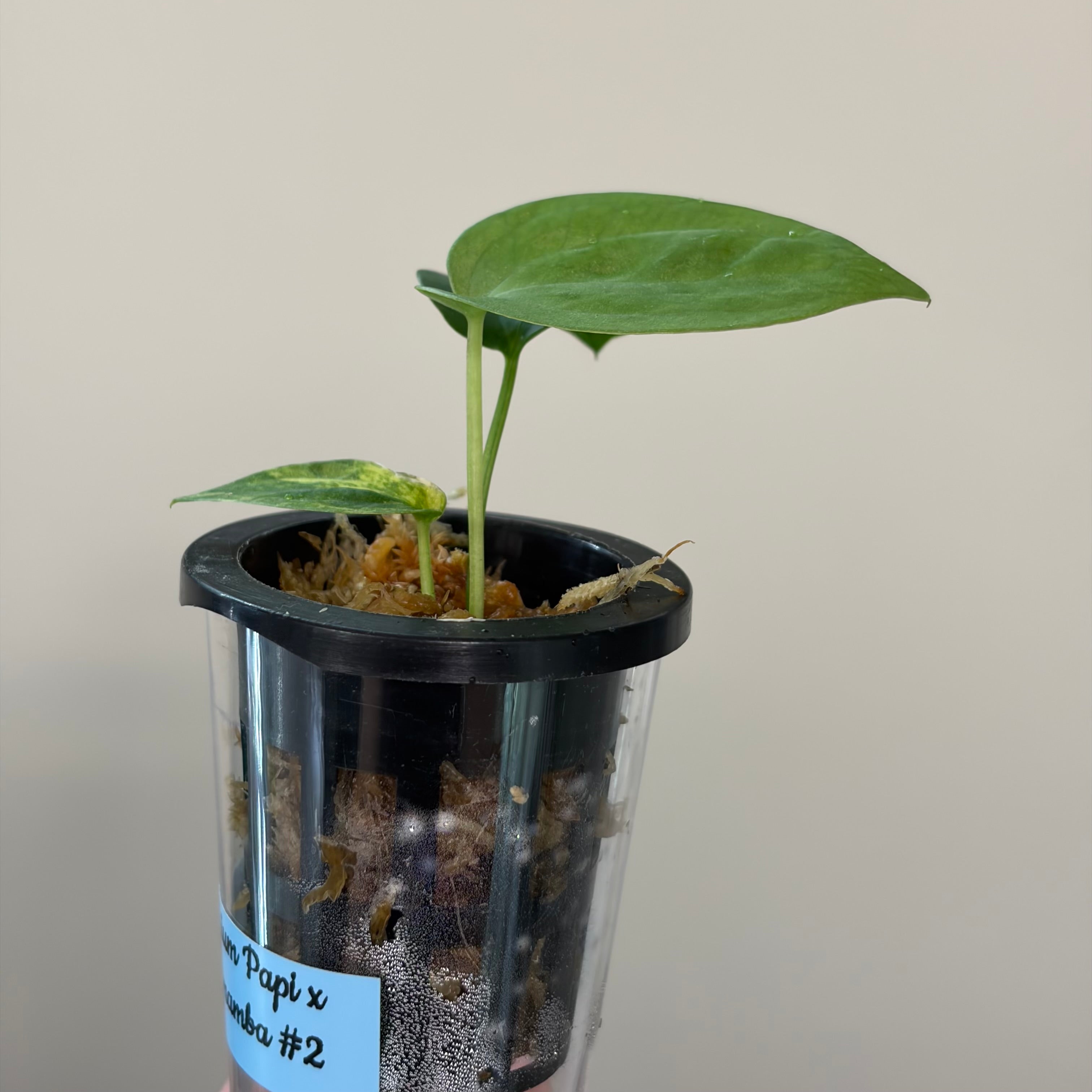 Anthurium Papillilaminum x Green mamba variegata #2